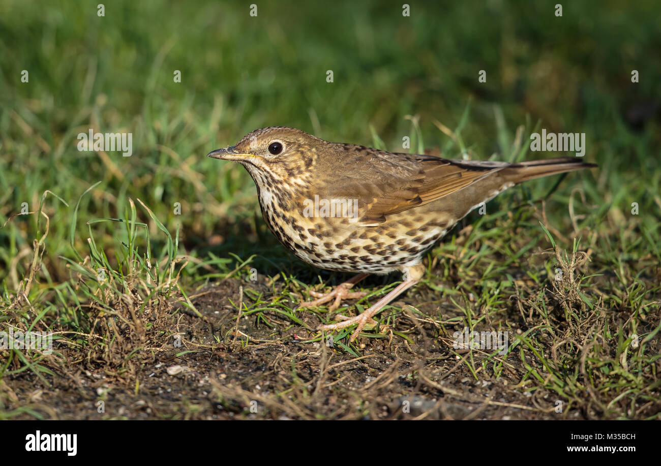 Un Mistle Thrush dans le jardin Banque D'Images