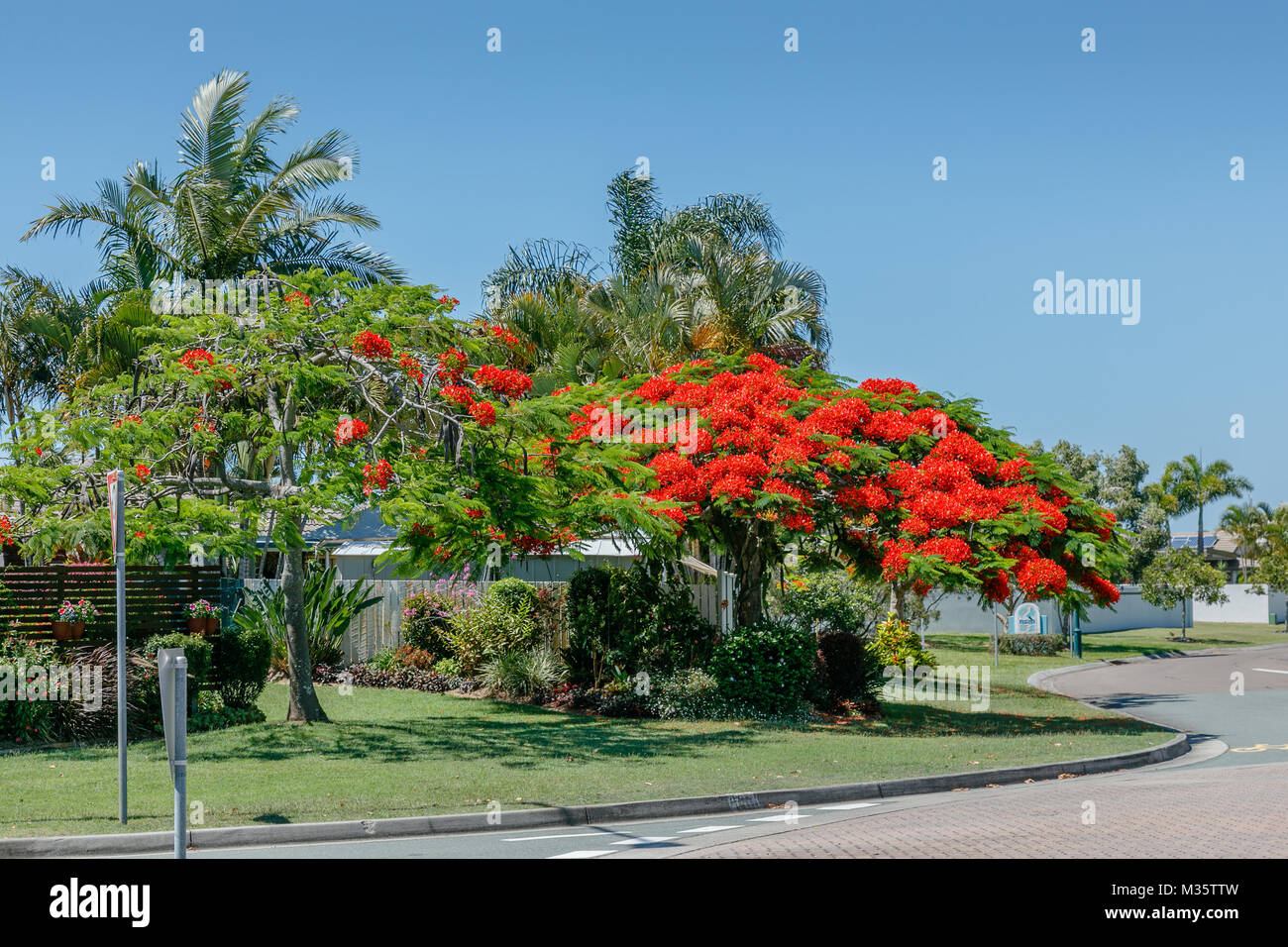 Arbre Flamboyant en fleurs sur le côté de la route. Queensland, Australie Banque D'Images