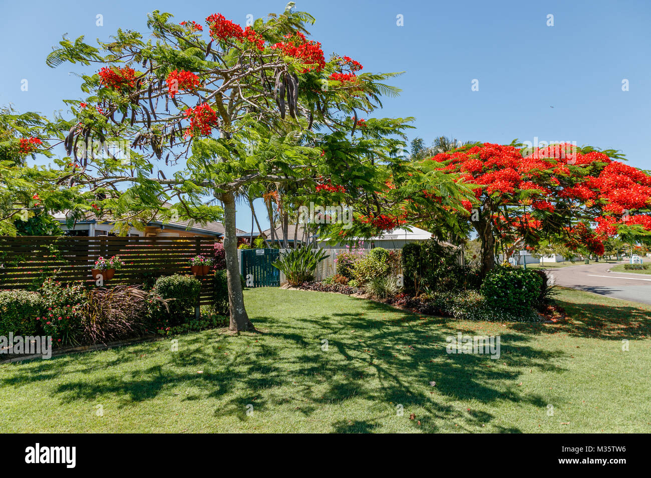 La floraison de l'arbre flamboyant Delonix regia ou dans la cour. Queensland, Australie Banque D'Images
