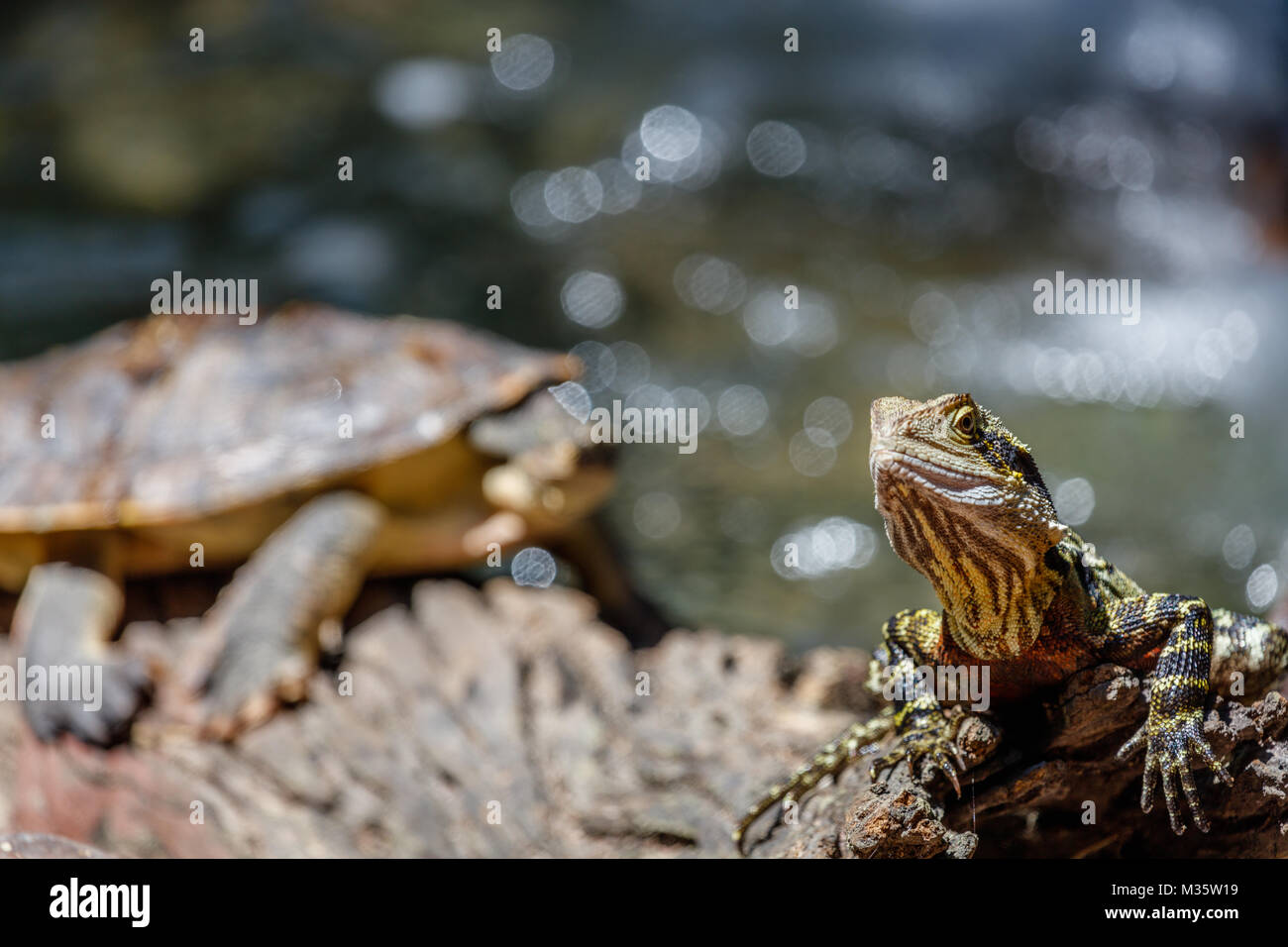 Frilled lizard cou assis sur un rocher près de l'étang, une tortue sur l'arrière-plan. Queensland, Australie Banque D'Images