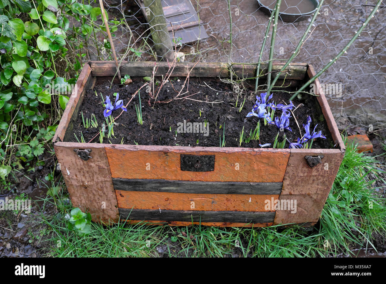 Fleurs de Printemps fleurs violet Iris reticulata bulbes poussant dans un vieux récipient planter box en février 2018 dans Carmarthenshire Wales UK KATHY DEWITT Banque D'Images