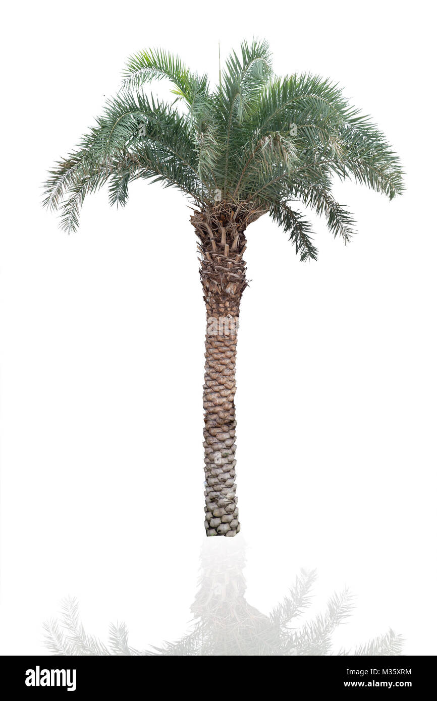 Palm tree isolated on white with clipping path Banque D'Images