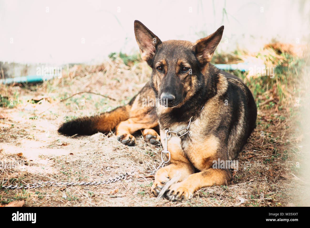 Berger Allemand K-9 soldat militaire chien alsacien visage sérieux Banque D'Images