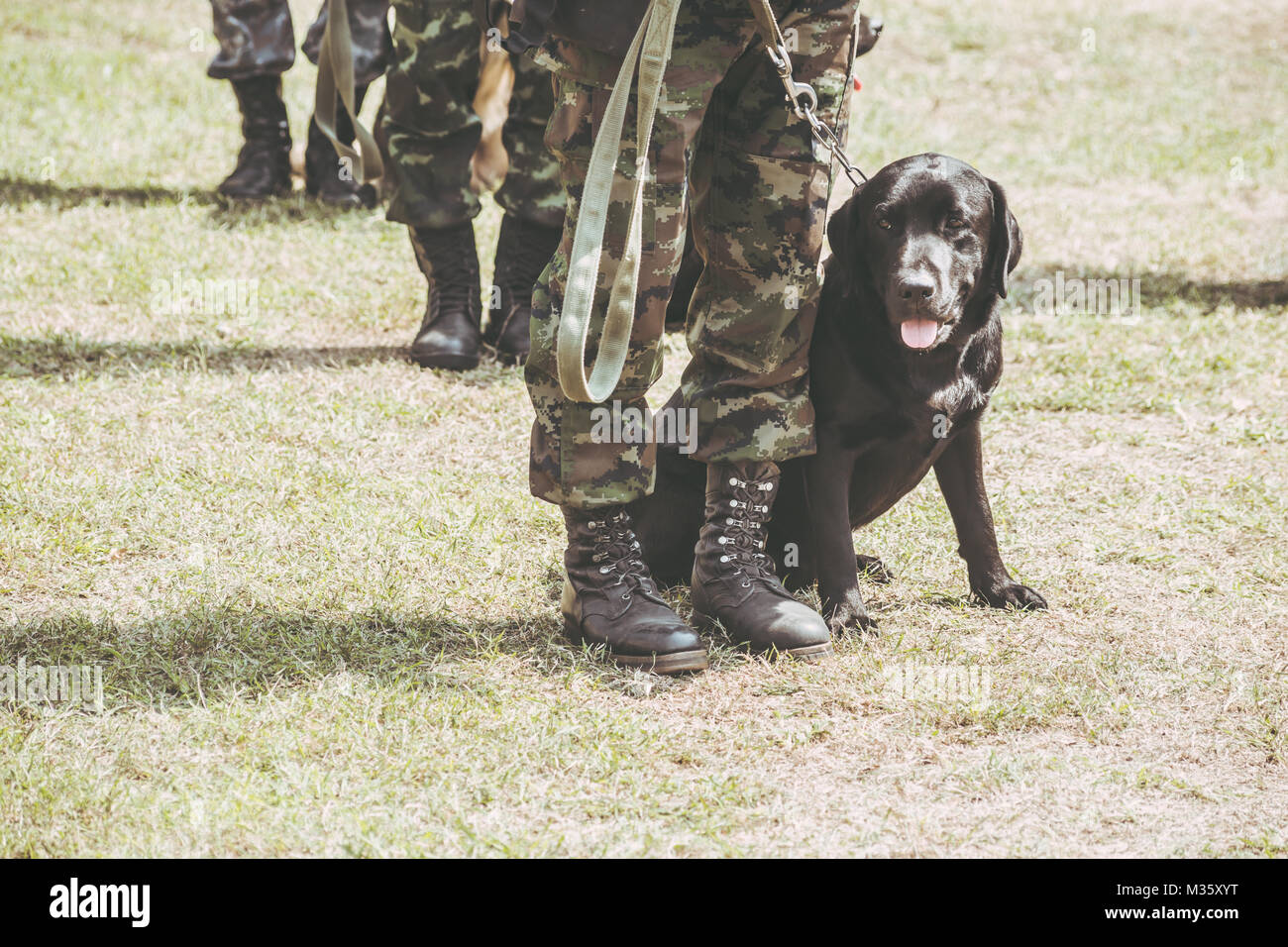 Formation de chien militaire pour aider les soldats anti-terroriste des duty black labrador Banque D'Images