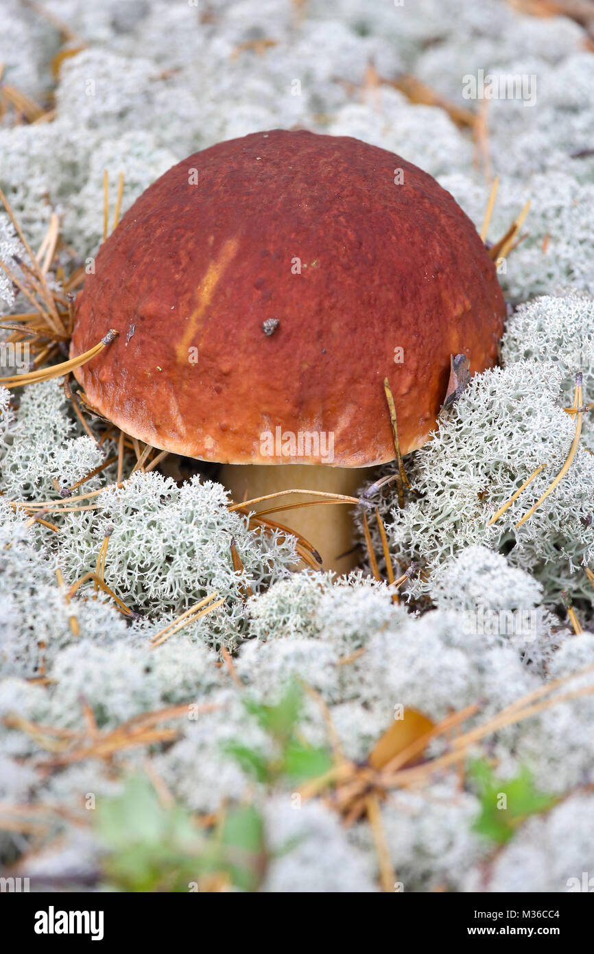 De plus en plus de champignons boletus renne-mousse. La taïga sibérienne, wilderness Banque D'Images