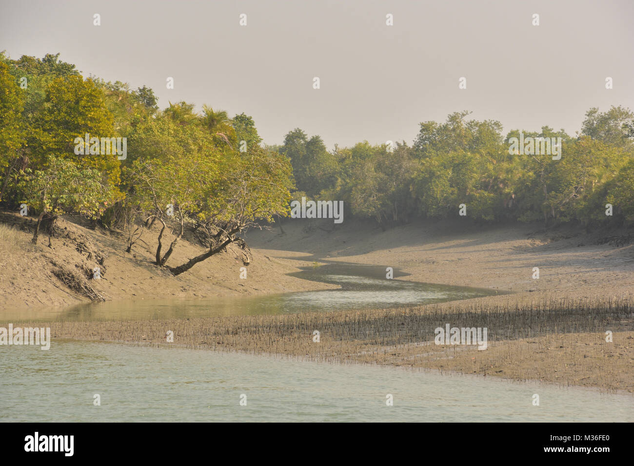 Sundarbans mangroove forêt, accueil à la Royal tigre du Bengale, Bengale occidental, Inde Banque D'Images