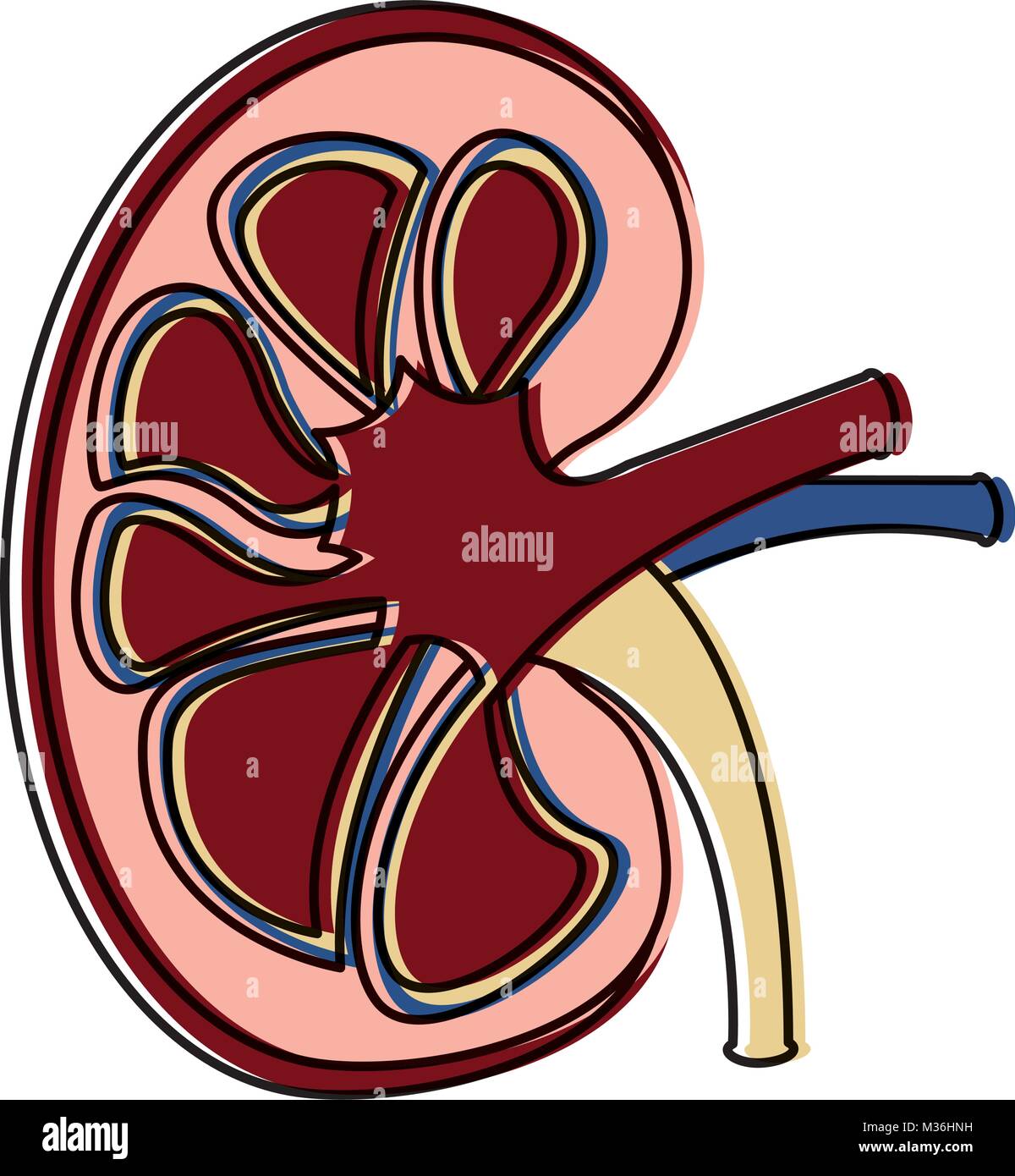 L'artère et la veine rénale La section de l'anatomie Image Vectorielle ...