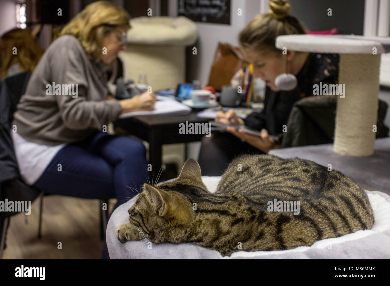 Cardiff, Royaume-Uni. 25 janvier 2018. Bonne féline Cat Cafe, Cardiff, héberge une 'Feline Arty Kitty Party' soir où les clients sont fournis avec un deux heure Banque D'Images