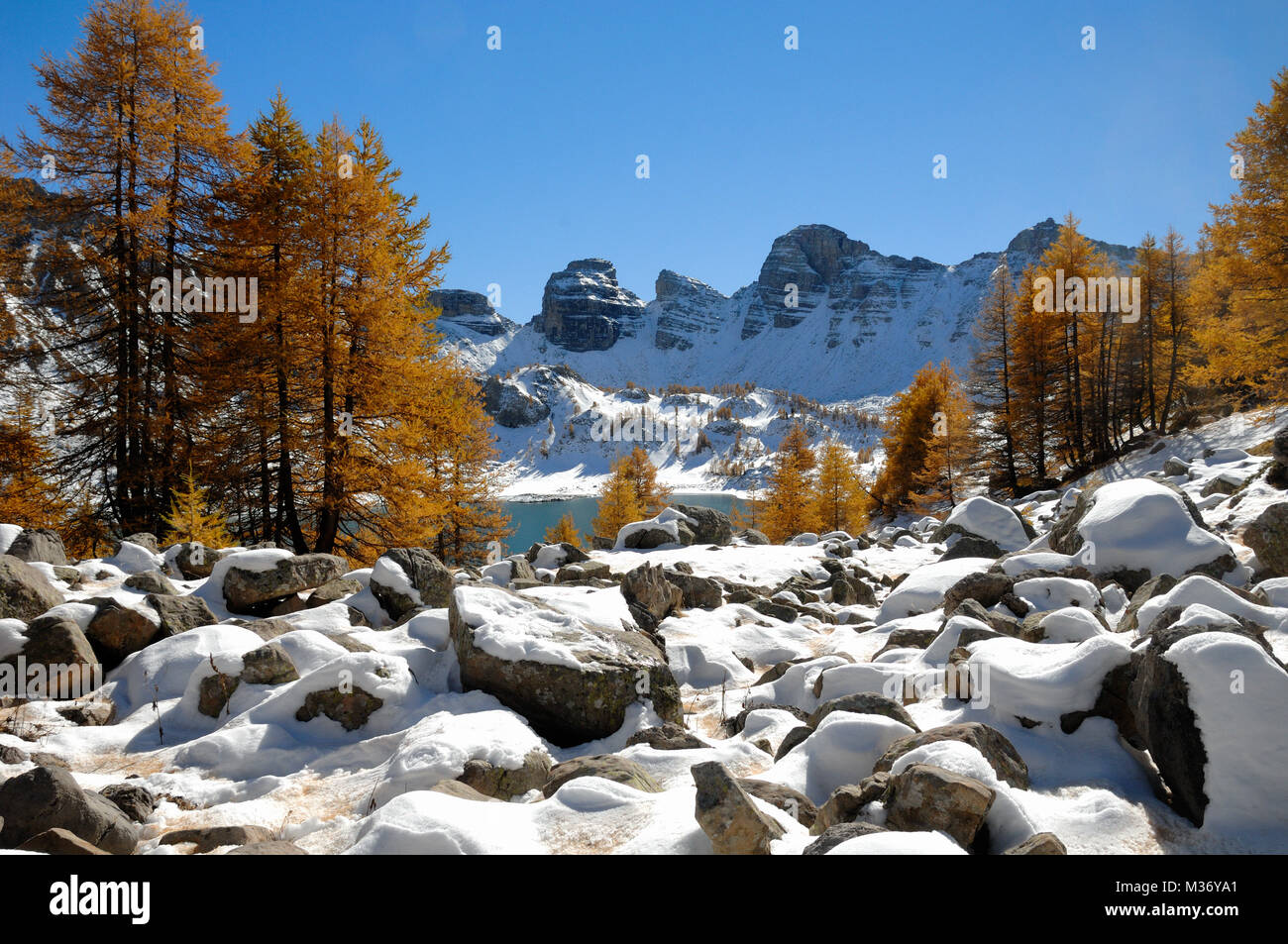 Les mélèzes d'or et de neige de l'hiver au lac d'Allos dans le Parc National du Mercantour, dans les Alpes françaises les Alpes-de-Hautes-Provence Provence France Banque D'Images