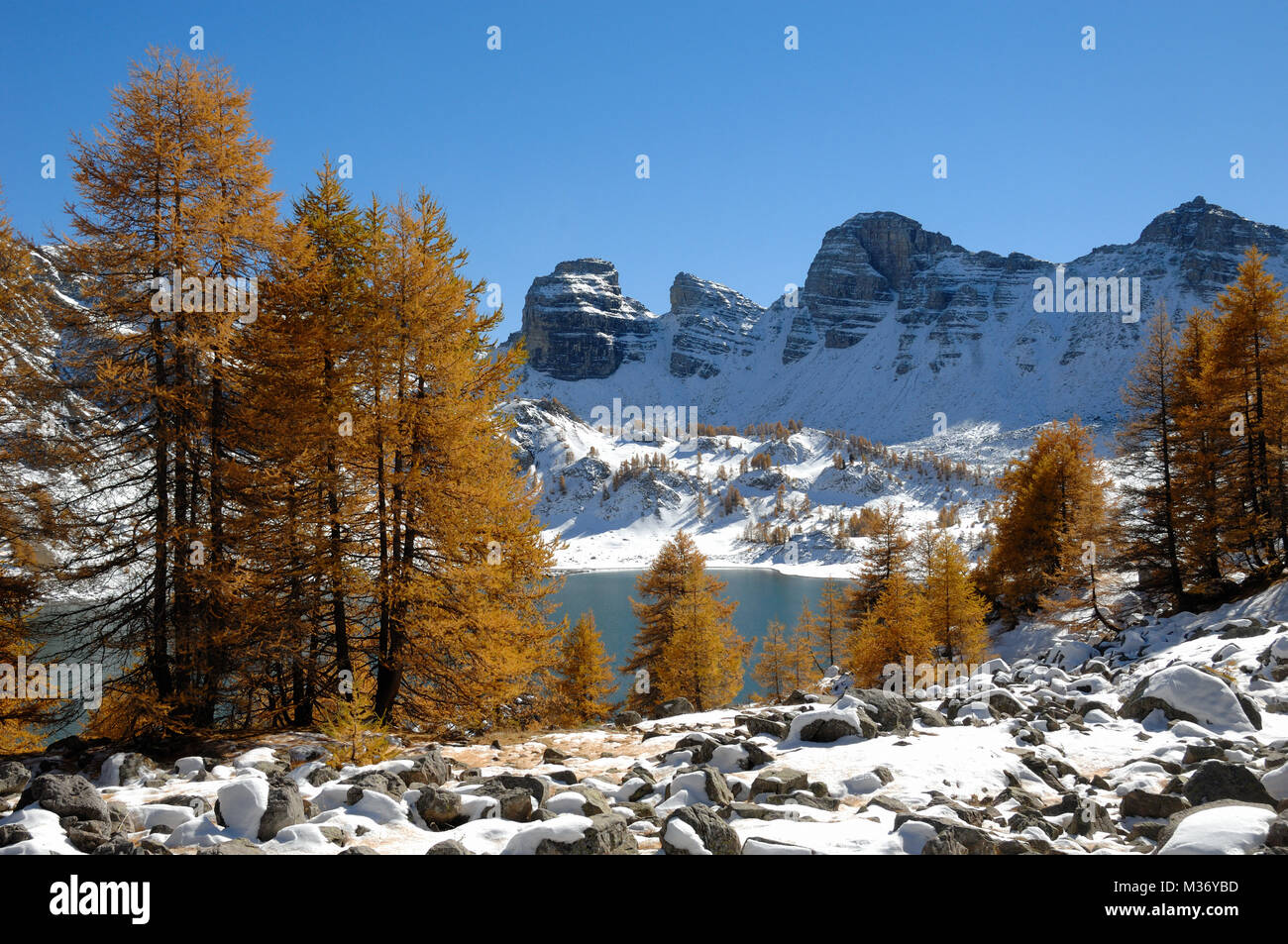 Les mélèzes d'or et de neige de l'hiver au lac d'Allos dans le Parc National du Mercantour, dans les Alpes françaises les Alpes-de-Hautes-Provence Provence France Banque D'Images