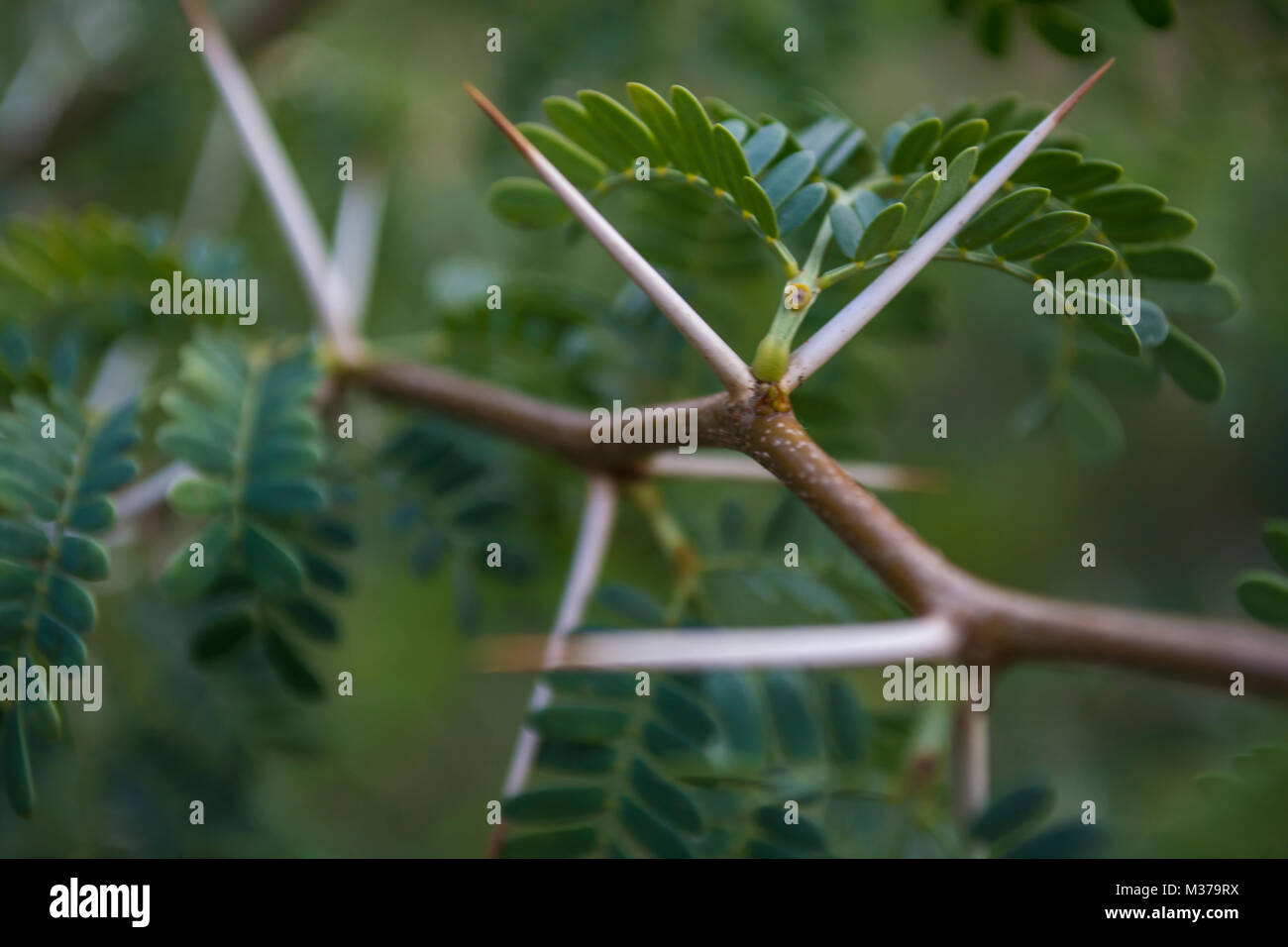 Acacia bush with thorns Banque de photographies et d’images à haute résolution Alamy