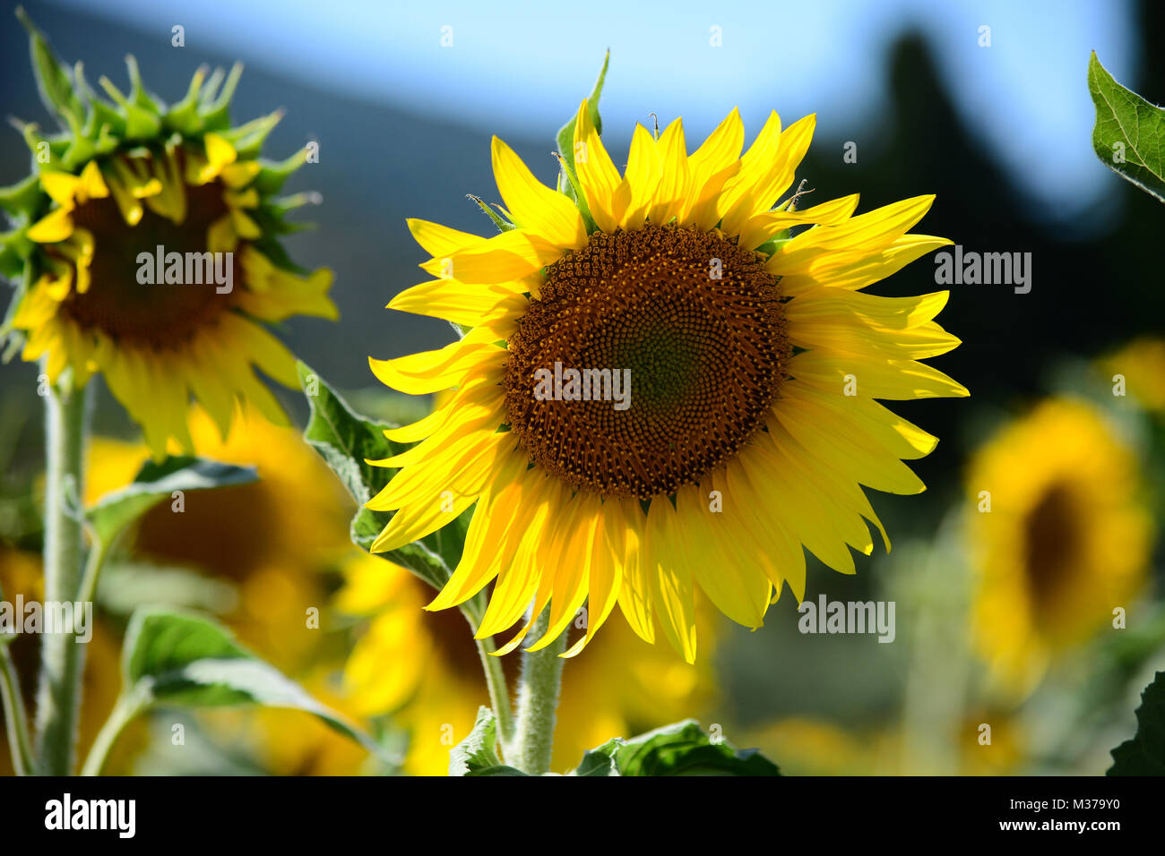 Gros plan d'un beau Tournesol jaune vif en été Banque D'Images