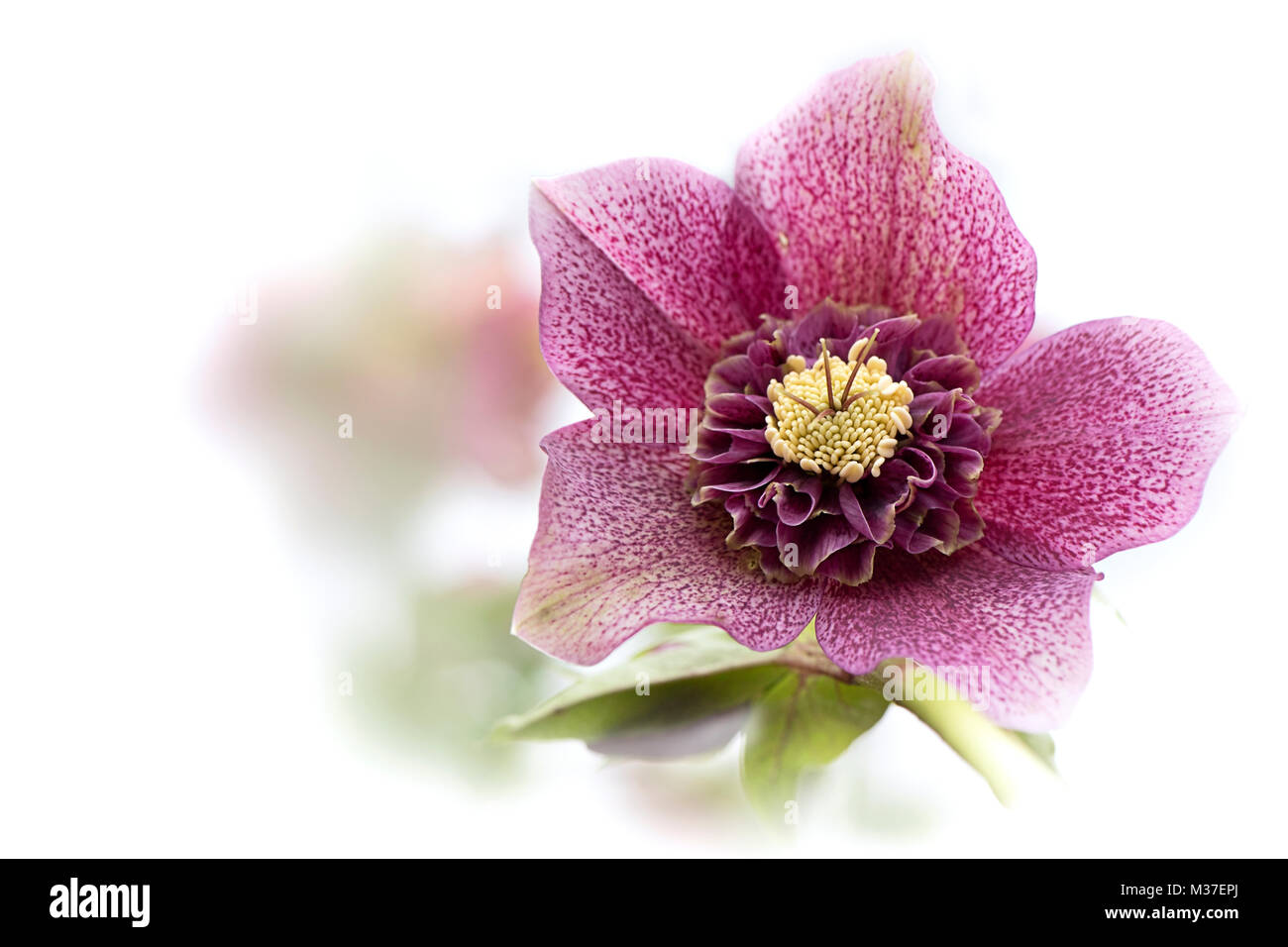 Close-up, High-key image d'un printemps Hellebore x hybrida 'Tutu' aussi connu comme le Lenten Rose Banque D'Images