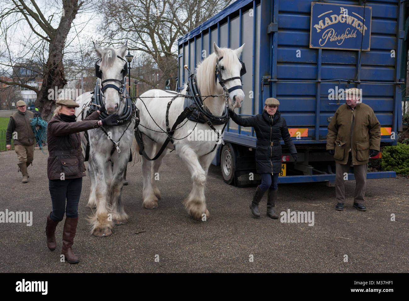 Membres de l'opération plomb Centaure chevaux Shire Nobby et Heath avant d'une herse à blé du patrimoine salon à Ruskin Park, un espace vert public dans le quartier de Southwark, le 9 février 2018, à Londres, en Angleterre. Les Amis de Ruskin Park sont à nouveau de plus en plus de blé et plantes du patrimoine avec les Amis du Moulin de Brixton Brockwell et cuire Association. Shire chevaux descendent du cheval médiévale mais sont une race menacée. Centaur, opération qui maintient le dernier troupeau de Shires à Londres est dédié à la protection et à la survie de la race. Il Banque D'Images