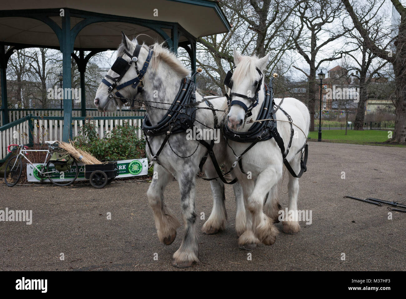 Membres de l'opération plomb Centaure chevaux Shire Nobby et Heath avant d'une herse à blé du patrimoine salon à Ruskin Park, un espace vert public dans le quartier de Southwark, le 9 février 2018, à Londres, en Angleterre. Les Amis de Ruskin Park sont à nouveau de plus en plus de blé et plantes du patrimoine avec les Amis du Moulin de Brixton Brockwell et cuire Association. Shire chevaux descendent du cheval médiévale mais sont une race menacée. Centaur, opération qui maintient le dernier troupeau de Shires à Londres est dédié à la protection et à la survie de la race. Il Banque D'Images