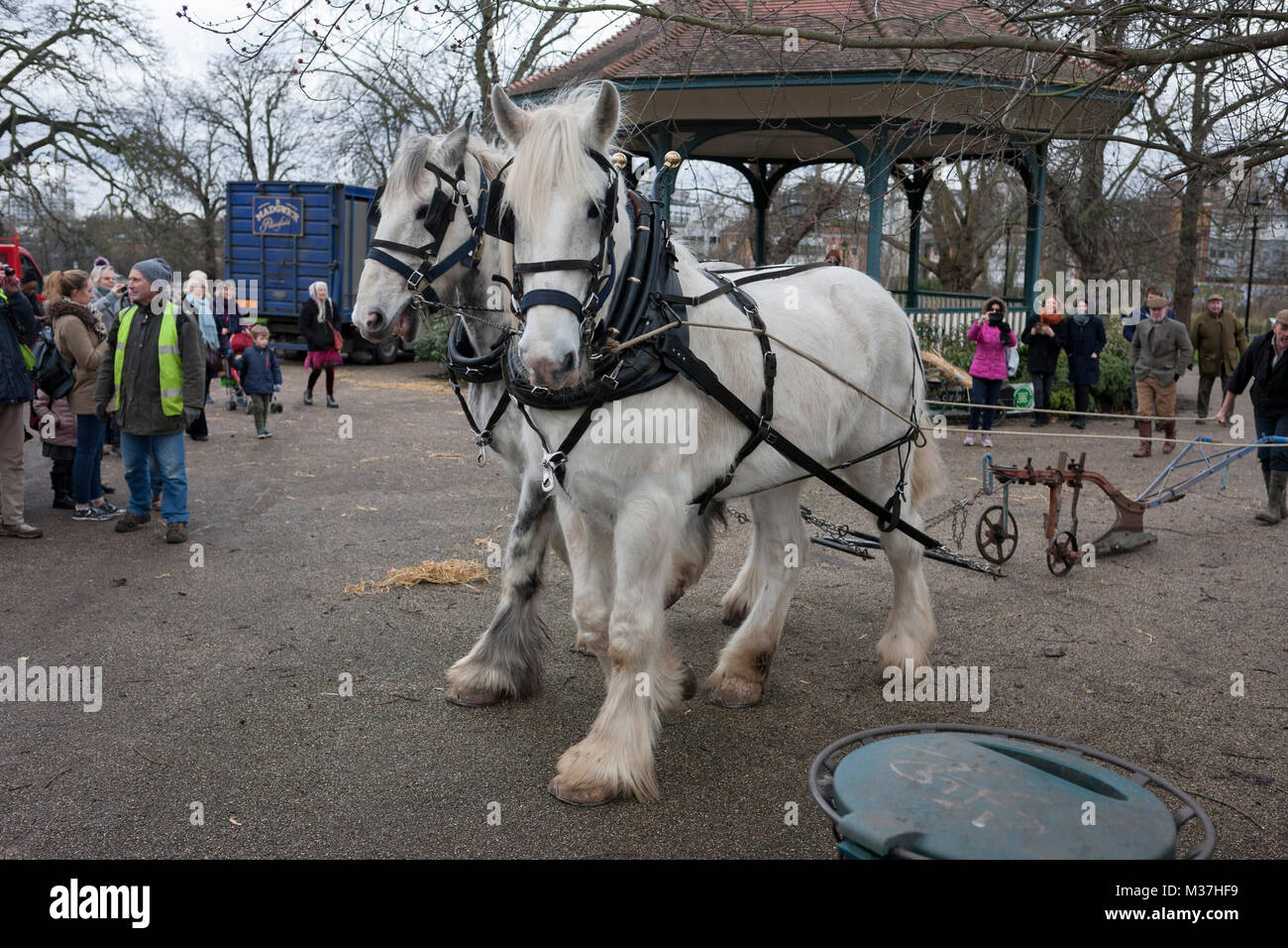 Membres de l'opération plomb Centaure chevaux Shire Nobby et Heath avant d'une herse à blé du patrimoine salon à Ruskin Park, un espace vert public dans le quartier de Southwark, le 9 février 2018, à Londres, en Angleterre. Les Amis de Ruskin Park sont à nouveau de plus en plus de blé et plantes du patrimoine avec les Amis du Moulin de Brixton Brockwell et cuire Association. Shire chevaux descendent du cheval médiévale mais sont une race menacée. Centaur, opération qui maintient le dernier troupeau de Shires à Londres est dédié à la protection et à la survie de la race. Il Banque D'Images