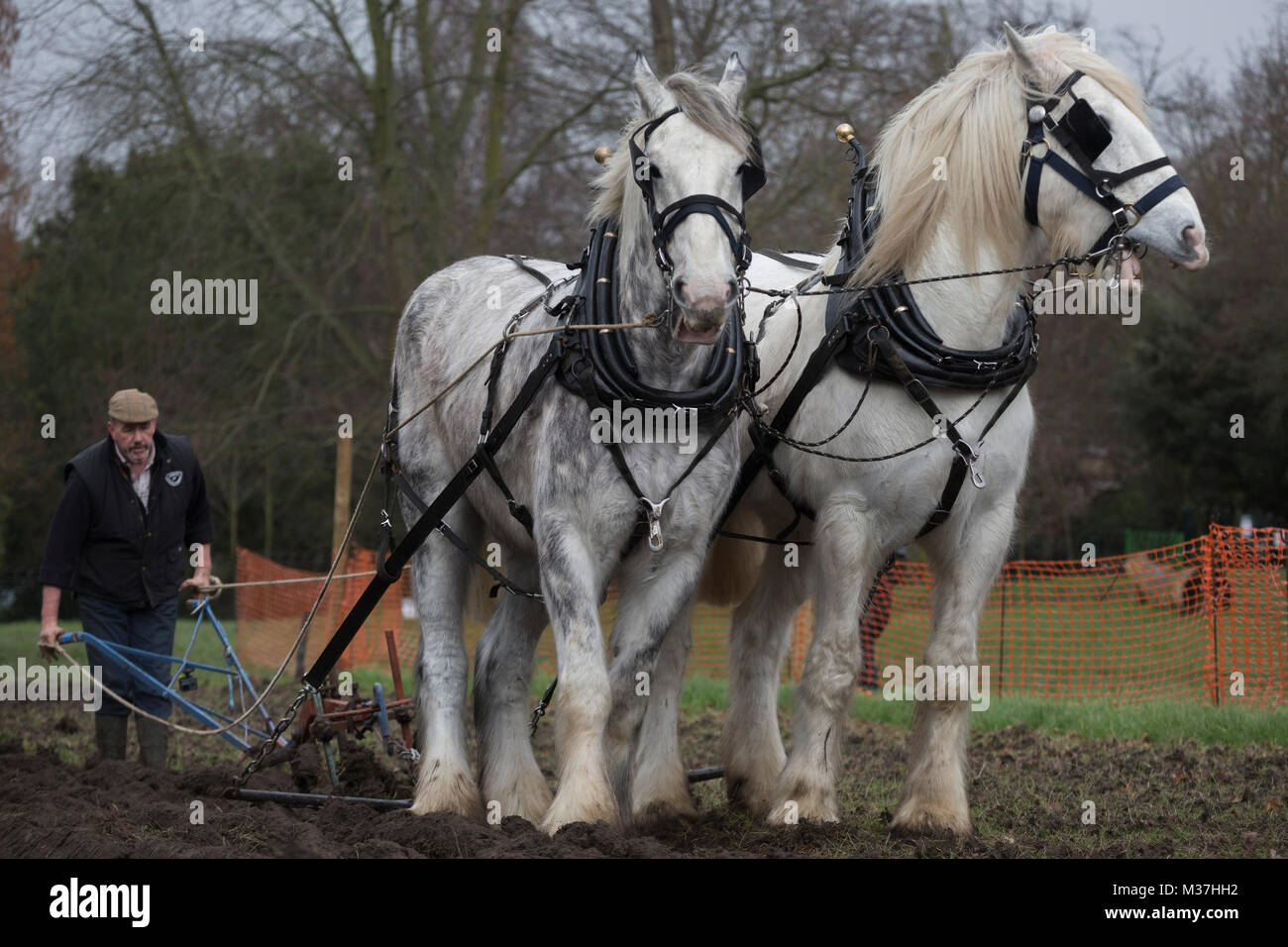 Le laboureur irlandais Tom Nixon mène les chevaux Shire Nobby et Heath en plongeant une région de culture du blé du patrimoine à Ruskin Park, un espace vert public dans le quartier de Southwark, le 9 février 2018, à Londres, en Angleterre. Les Amis de Ruskin Park sont à nouveau de plus en plus de blé et plantes du patrimoine avec les Amis du Moulin de Brixton Brockwell et cuire Association. Shire chevaux descendent du cheval médiévale mais sont une race menacée. Centaur, opération qui maintient le dernier troupeau de Shires à Londres est dédié à la protection et à la survie de la race. Banque D'Images