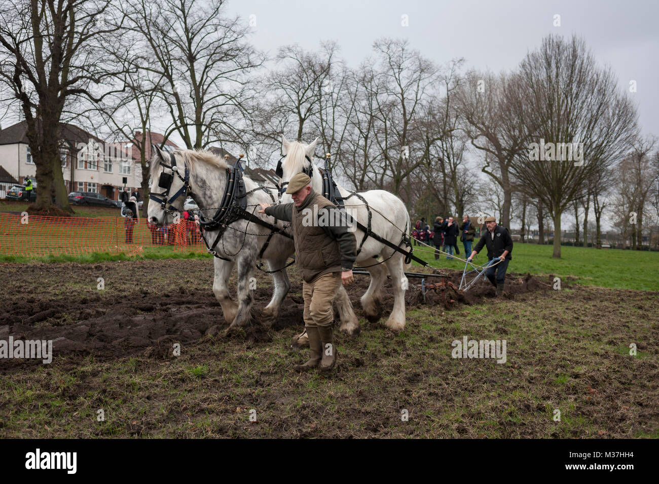 Le laboureur irlandais Tom Nixon mène les chevaux Shire Nobby et Heath en plongeant une région de culture du blé du patrimoine à Ruskin Park, un espace vert public dans le quartier de Southwark, le 9 février 2018, à Londres, en Angleterre. Les Amis de Ruskin Park sont à nouveau de plus en plus de blé et plantes du patrimoine avec les Amis du Moulin de Brixton Brockwell et cuire Association. Shire chevaux descendent du cheval médiévale mais sont une race menacée. Centaur, opération qui maintient le dernier troupeau de Shires à Londres est dédié à la protection et à la survie de la race. Banque D'Images