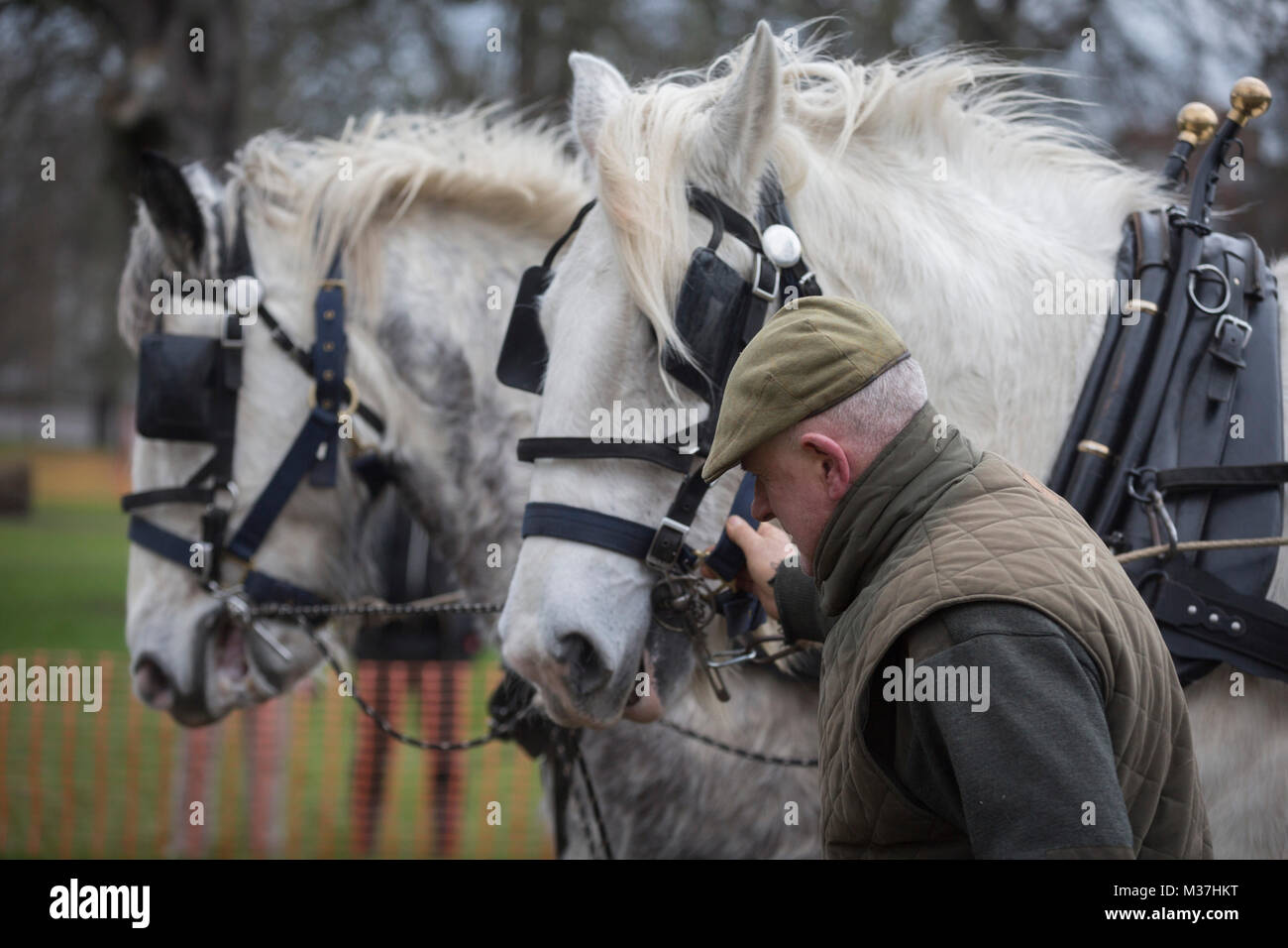 Le laboureur irlandais Tom Nixon mène les chevaux Shire Nobby et Heath en plongeant une région de culture du blé du patrimoine à Ruskin Park, un espace vert public dans le quartier de Southwark, le 9 février 2018, à Londres, en Angleterre. Les Amis de Ruskin Park sont à nouveau de plus en plus de blé et plantes du patrimoine avec les Amis du Moulin de Brixton Brockwell et cuire Association. Shire chevaux descendent du cheval médiévale mais sont une race menacée. Centaur, opération qui maintient le dernier troupeau de Shires à Londres est dédié à la protection et à la survie de la race. Banque D'Images