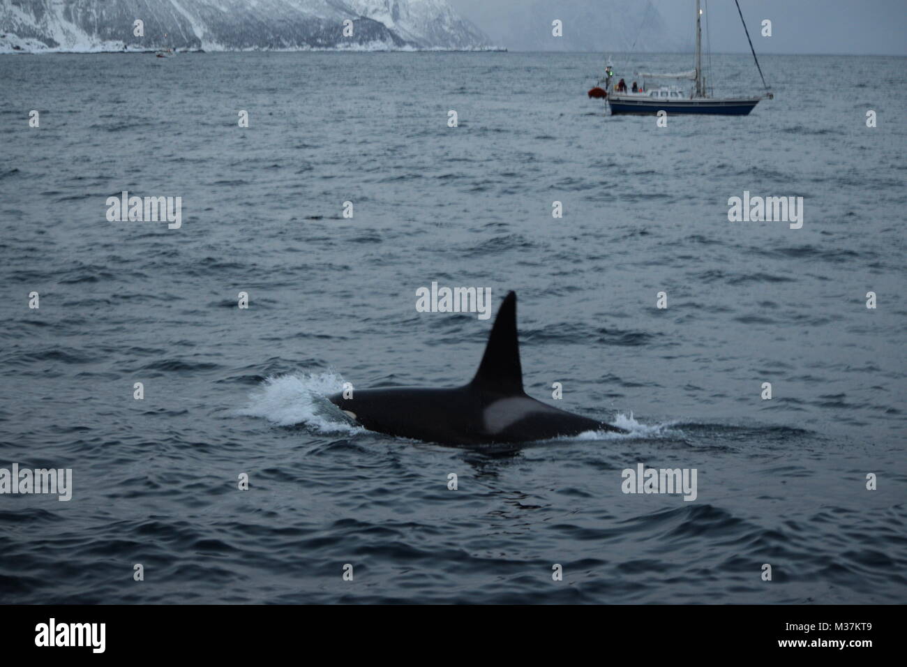 Les épaulards, Orcinus orca, Fjords Tromsø, Tromsø, Norvège, Europe Banque D'Images