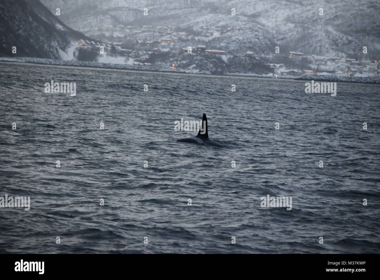 Les épaulards, Orcinus orca, Fjords Tromsø, Tromsø, Norvège, Europe Banque D'Images