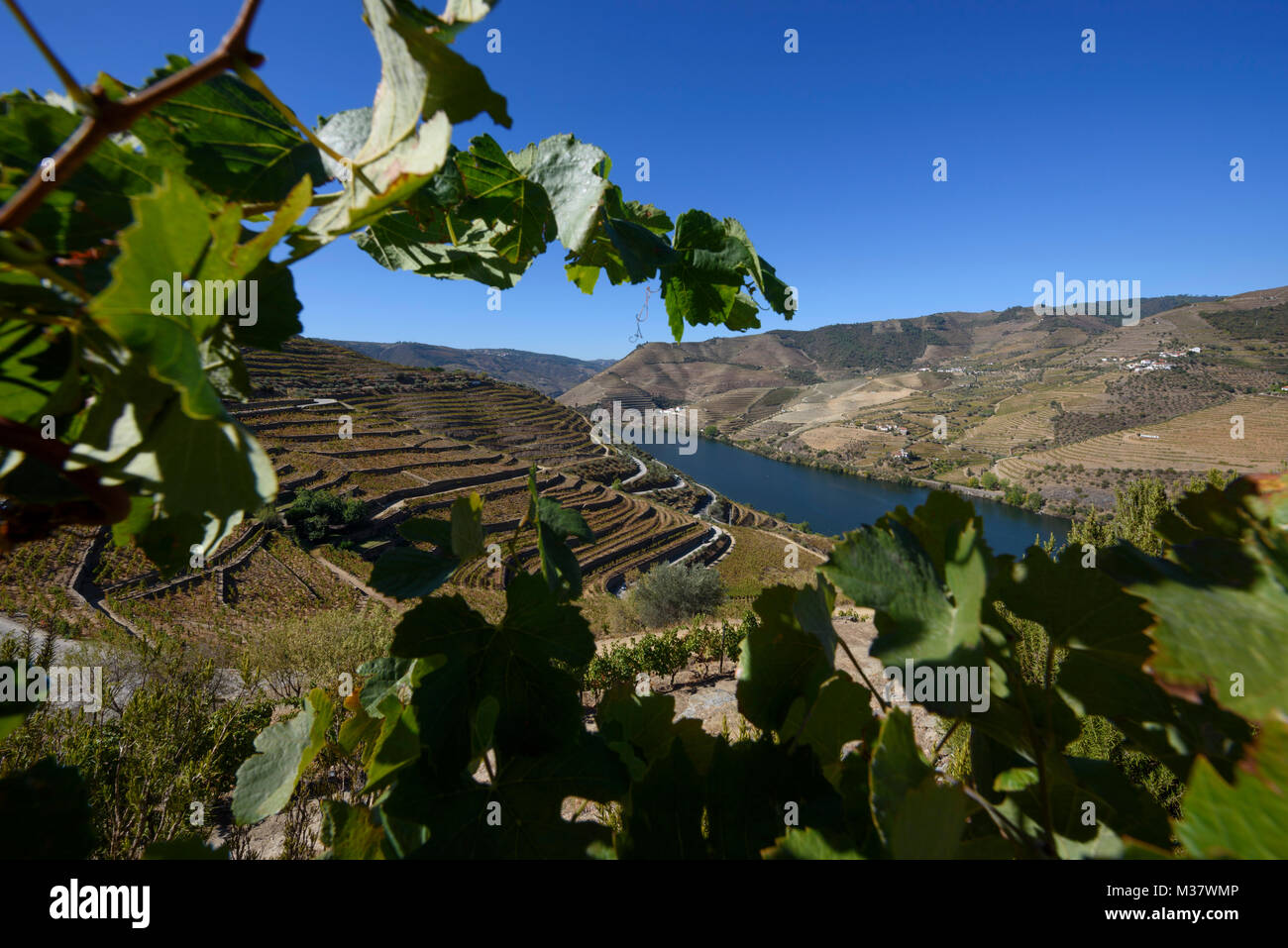 Vignobles sur des terrasses sur les collines de la vallée du Douro, région des vins de porto au Quinta do Seixo, Portugal, Europe Banque D'Images