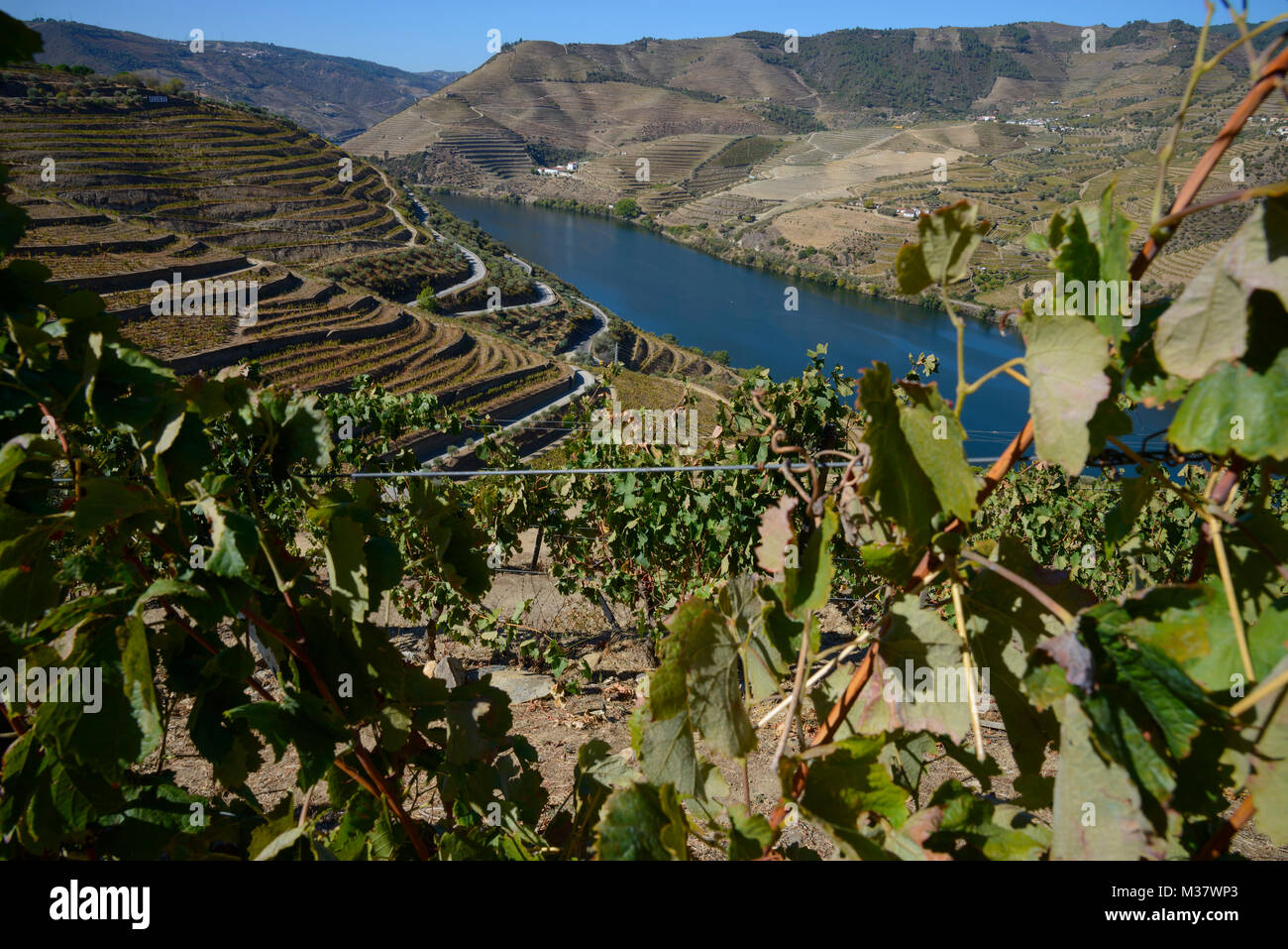 Vignobles sur des terrasses sur les collines de la vallée du Douro, Portugal, Europe Banque D'Images