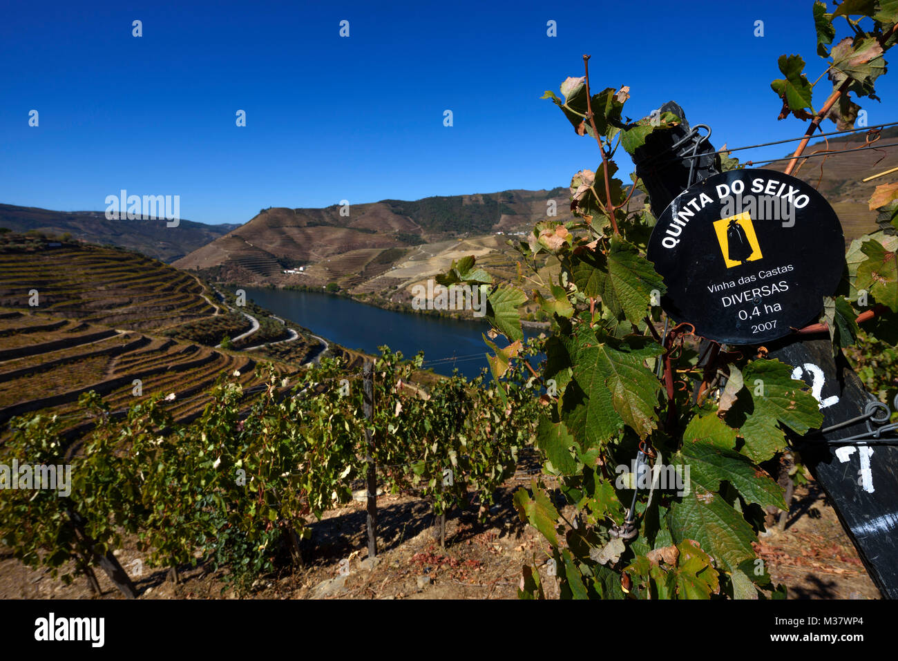 Vignobles sur des terrasses sur les collines de la vallée du Douro, au Quinta do Seixo, Portugal, Europe Banque D'Images