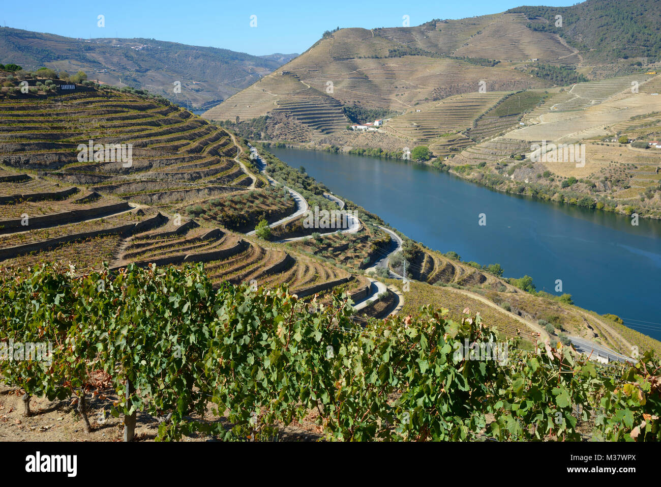 Vignobles sur des terrasses sur les collines de la vallée du Douro, Portugal, Europe Banque D'Images