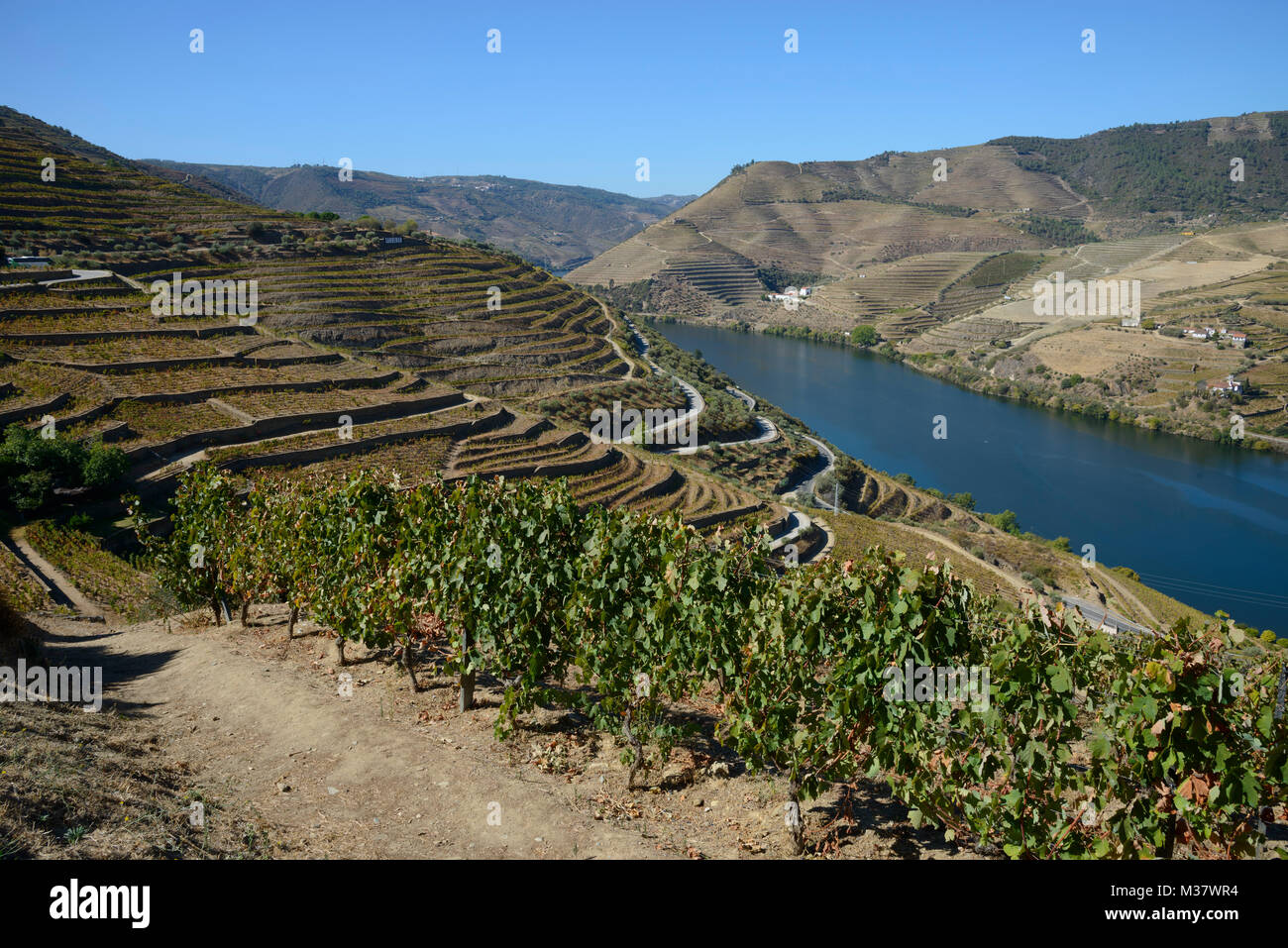 Vignobles sur des terrasses sur les collines de la vallée du Douro, Portugal, Europe Banque D'Images