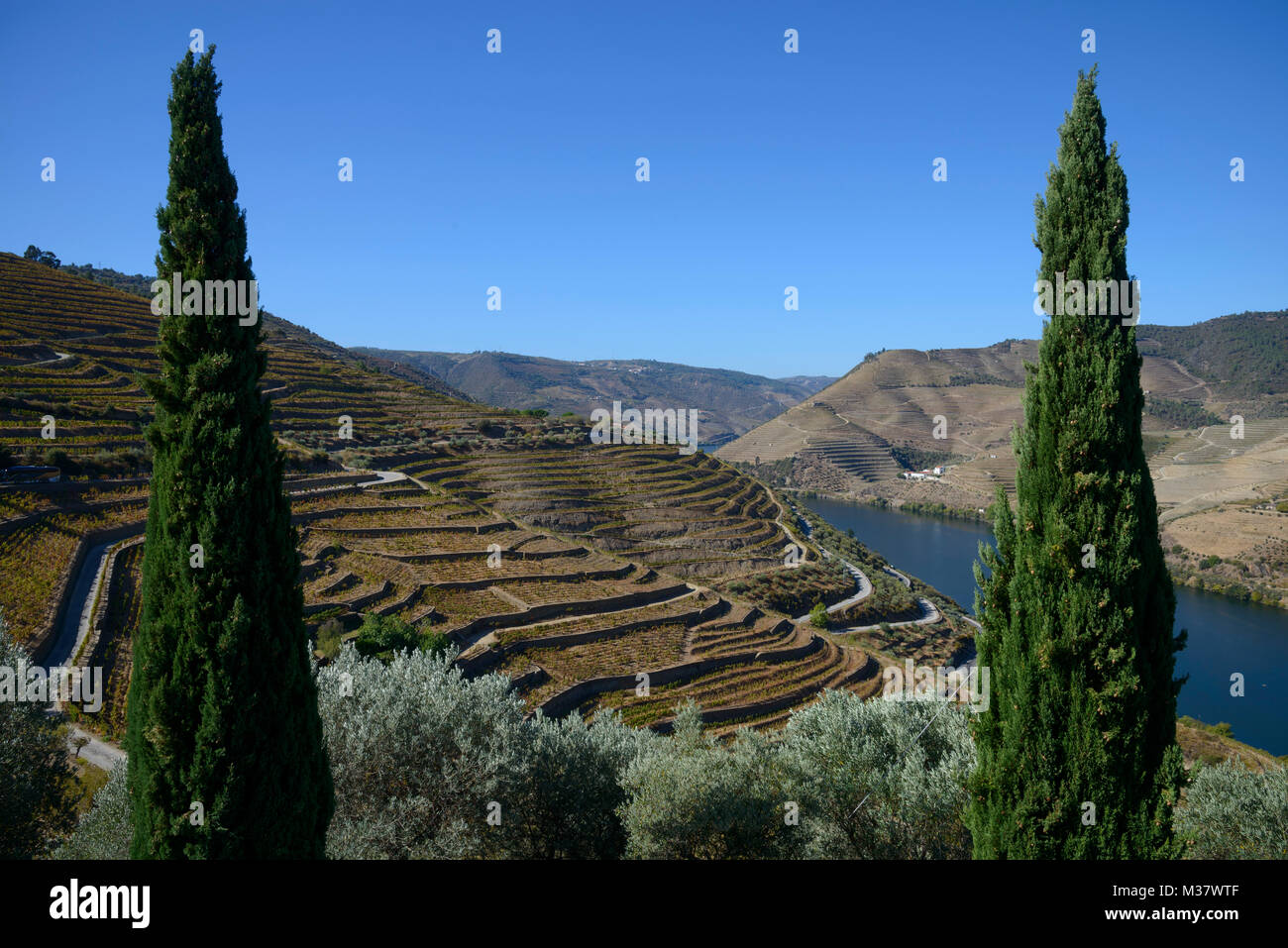 Champ d'oliviers et vignobles sur des terrasses sur les collines de la vallée du Douro, au Quinta do Seixo, Portugal, Europe Banque D'Images
