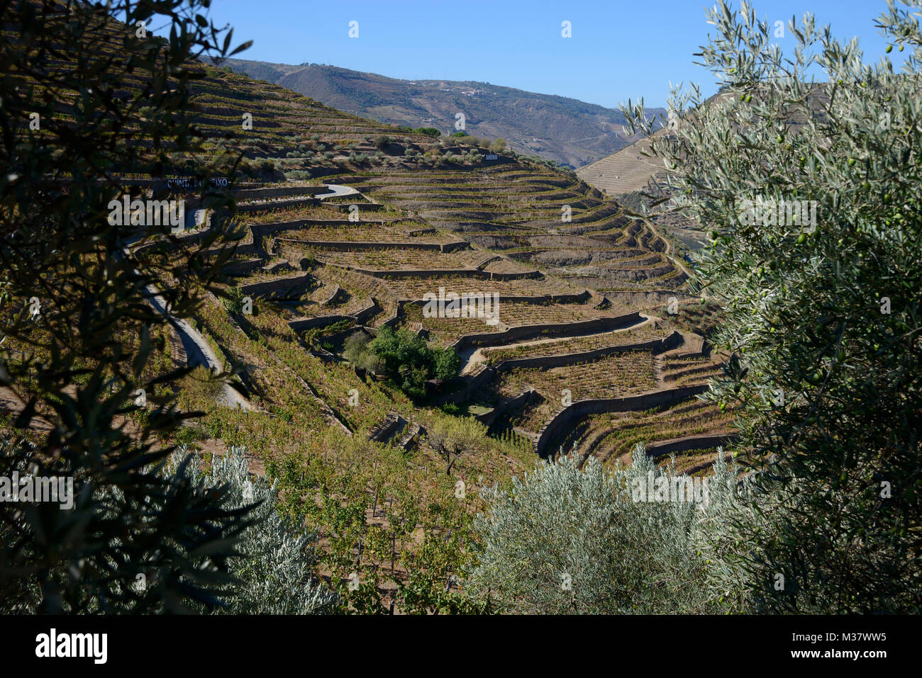Champ d'oliviers et vignobles sur des terrasses sur les collines de la vallée du Douro, au Quinta do Seixo, Portugal, Europe Banque D'Images