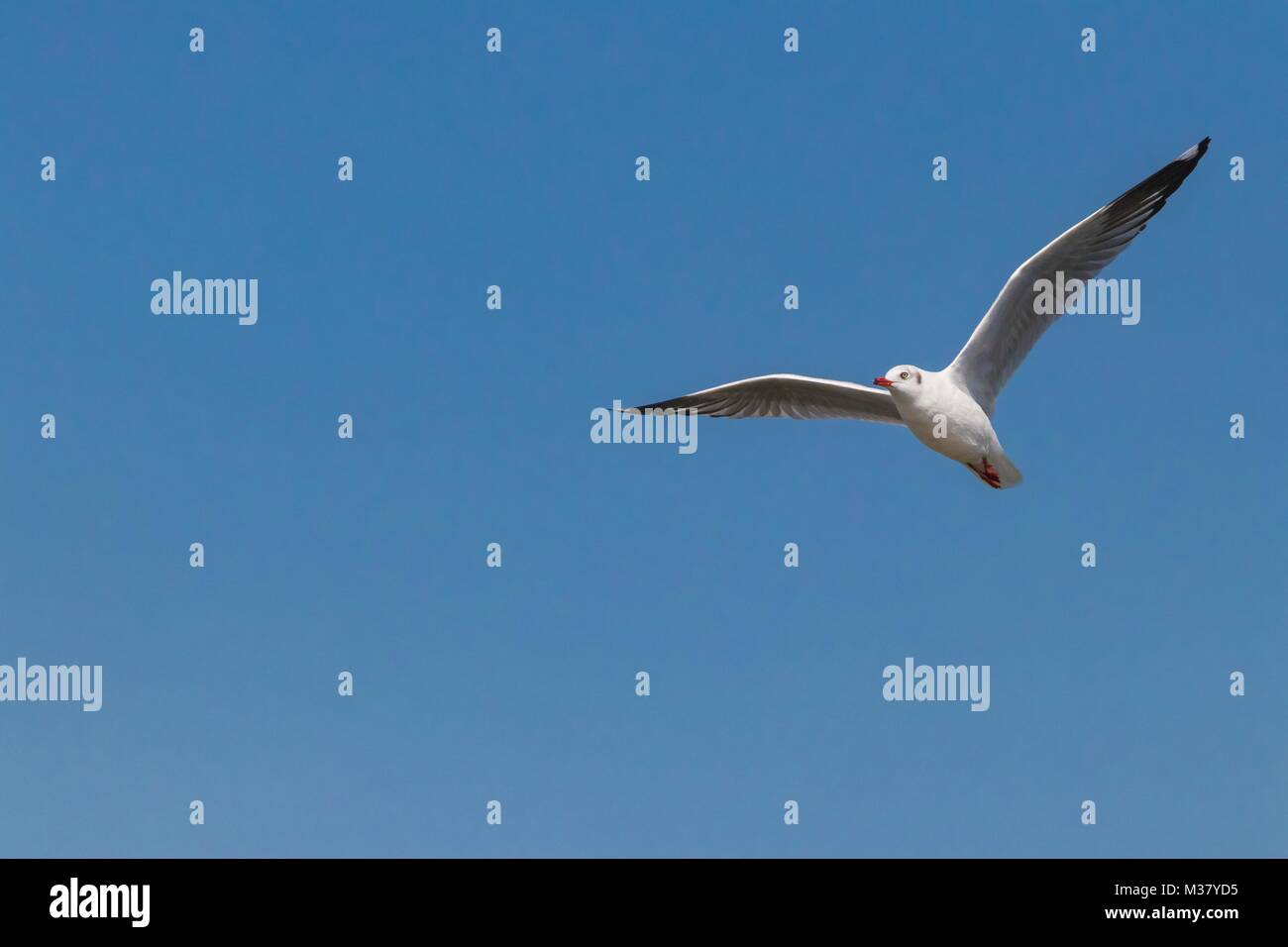 Vol de mouettes dans le ciel bleu. Banque D'Images