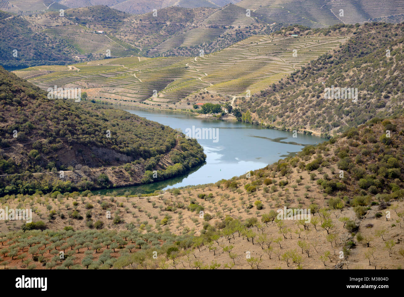 Oliviers et vignes sur des terrasses dans la vallée du Douro, Portugal, région Europe Banque D'Images
