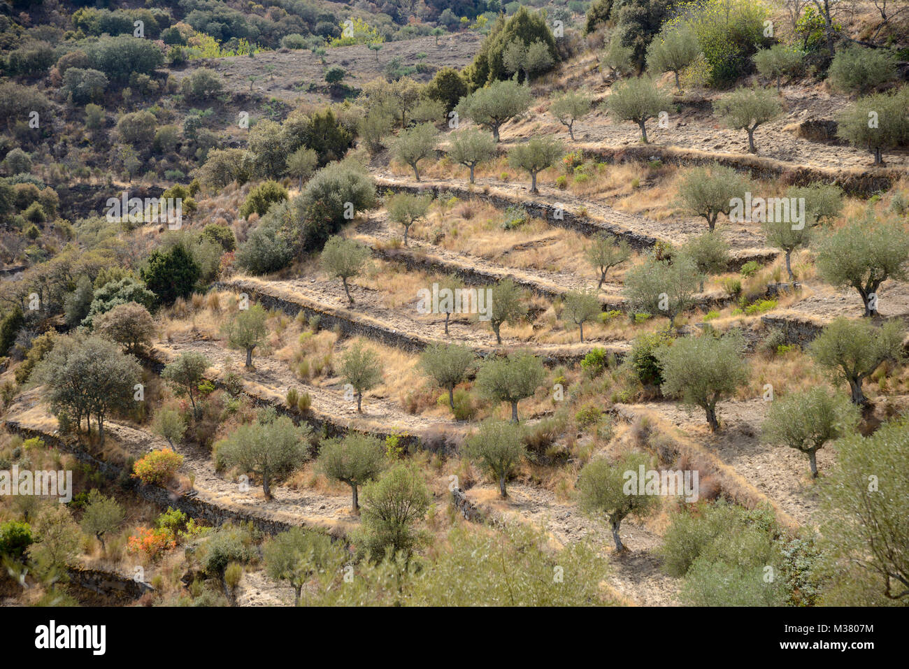 Côté de colline avec des oliviers sur terrasses par l'homme dans la région de la vallée de la rivière Douro, Portugal, Europe Banque D'Images