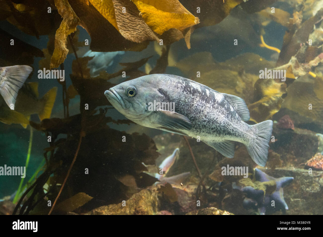 Sébaste Sebastes mystinus bleu :. Aquarium, Vancouver, Canada. Banque D'Images