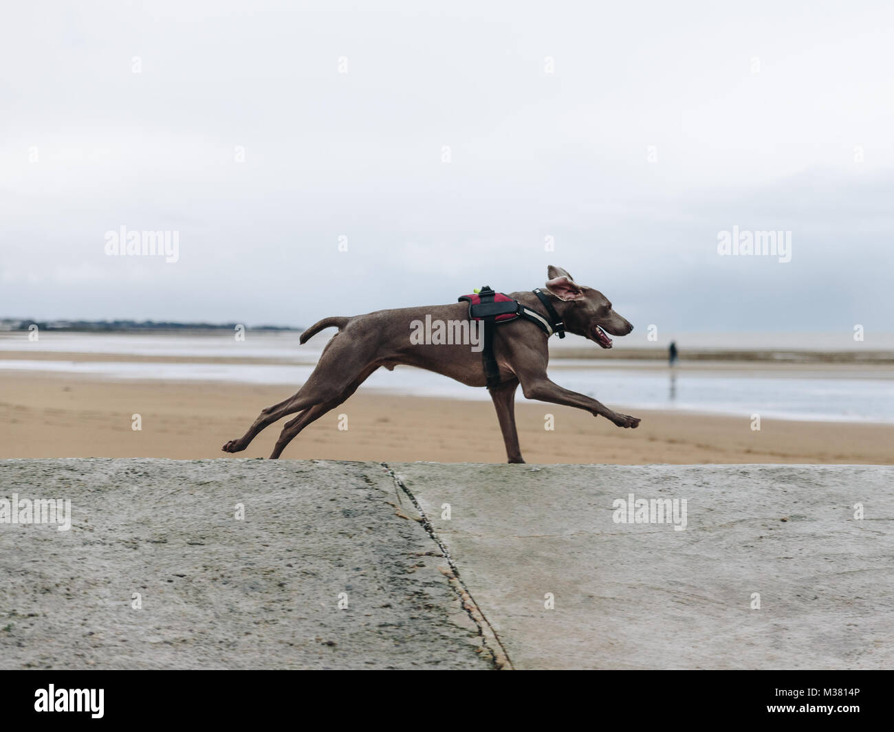 Beau chien, Chesapeake bay retriever, courir sur la plage Banque D'Images