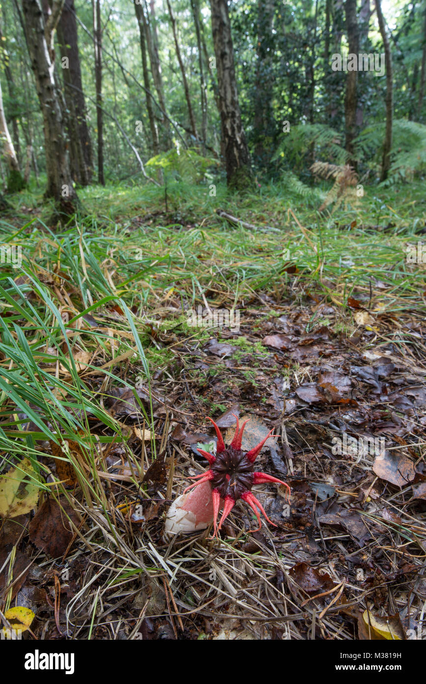Étoile de champignon : Aseroe rubra. Surrey, UK. C'est seulement à savoir site dans l'hémisphère nord. Banque D'Images