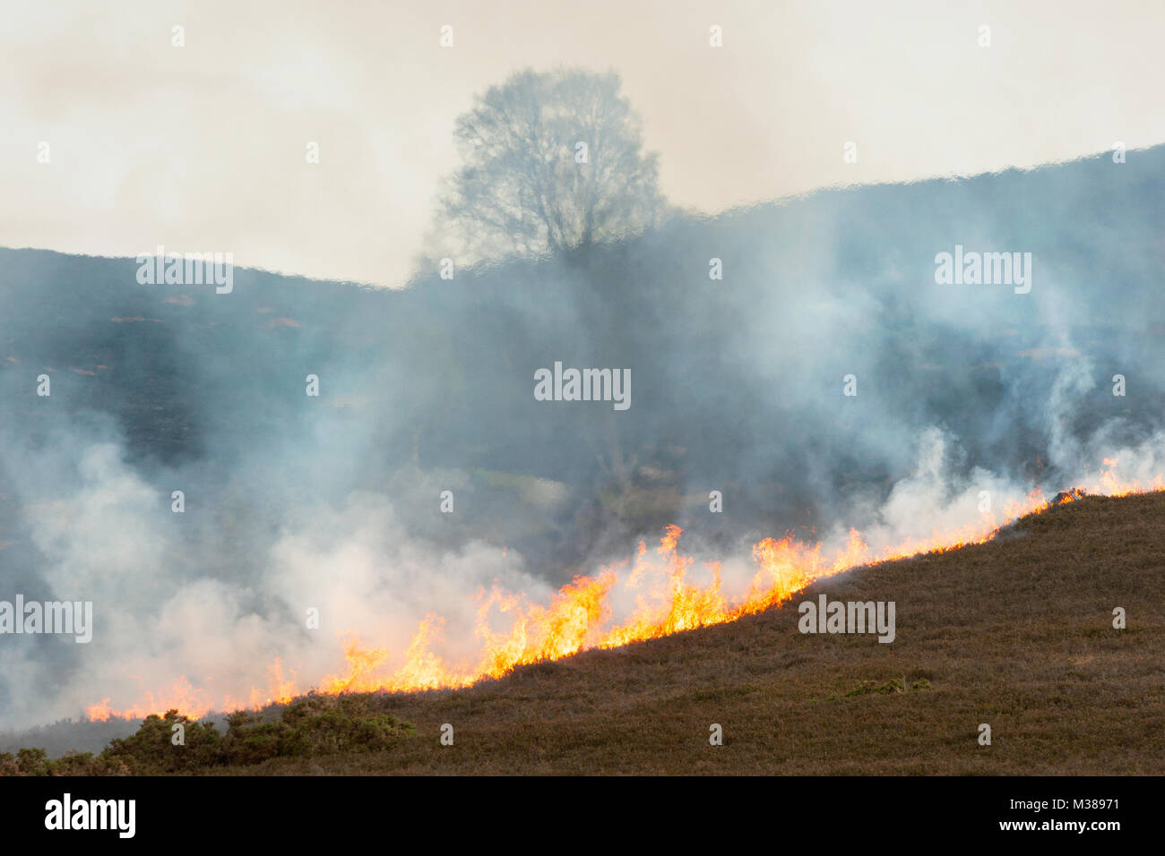 Heather en feu pendant une période de temps sec de la météo dans les Highlands en Écosse. Banque D'Images