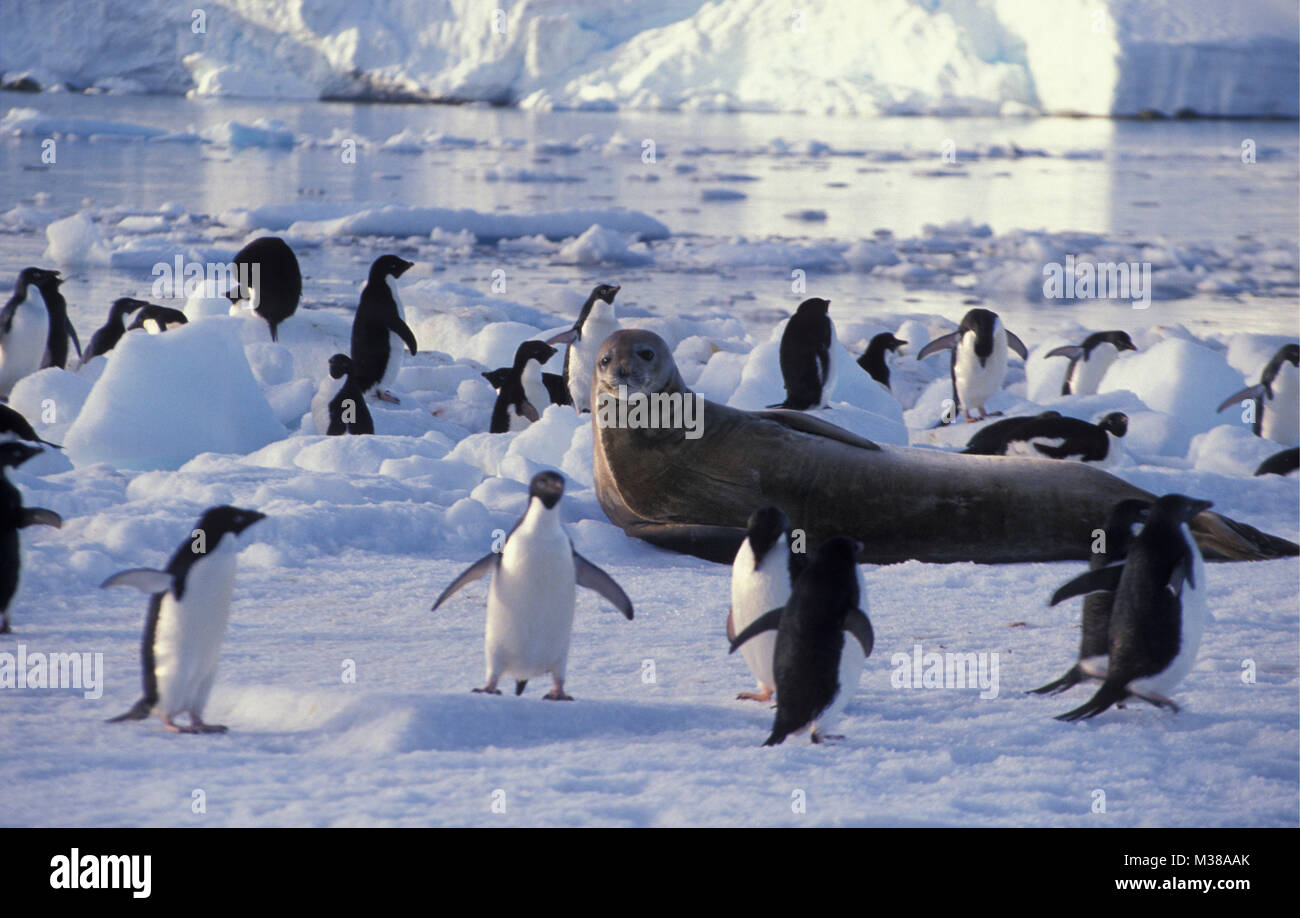 L'antarctique. Les manchots Adélie (Pygoscelis adeliae) et joint de Weddel (Leptonychotes weddellii) sur la banquise. Banque D'Images