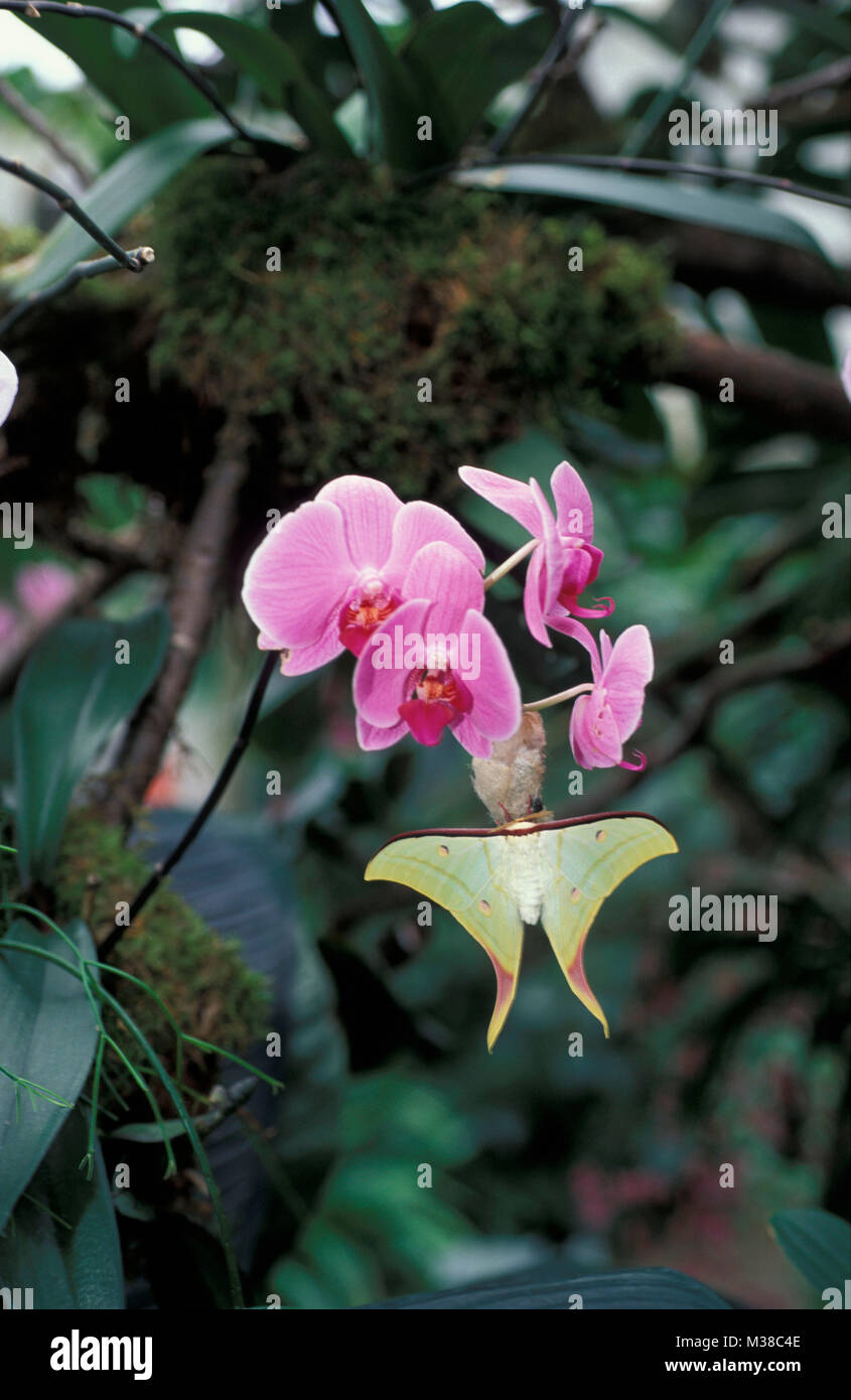 Le Vietnam. Près de Son La. papillon. Papillon de lune indienne (Actias selene). Orchid. Banque D'Images