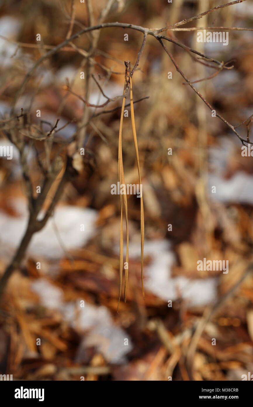 Les aiguilles de pin accroché à un buisson sur une froide journée d'hiver Banque D'Images