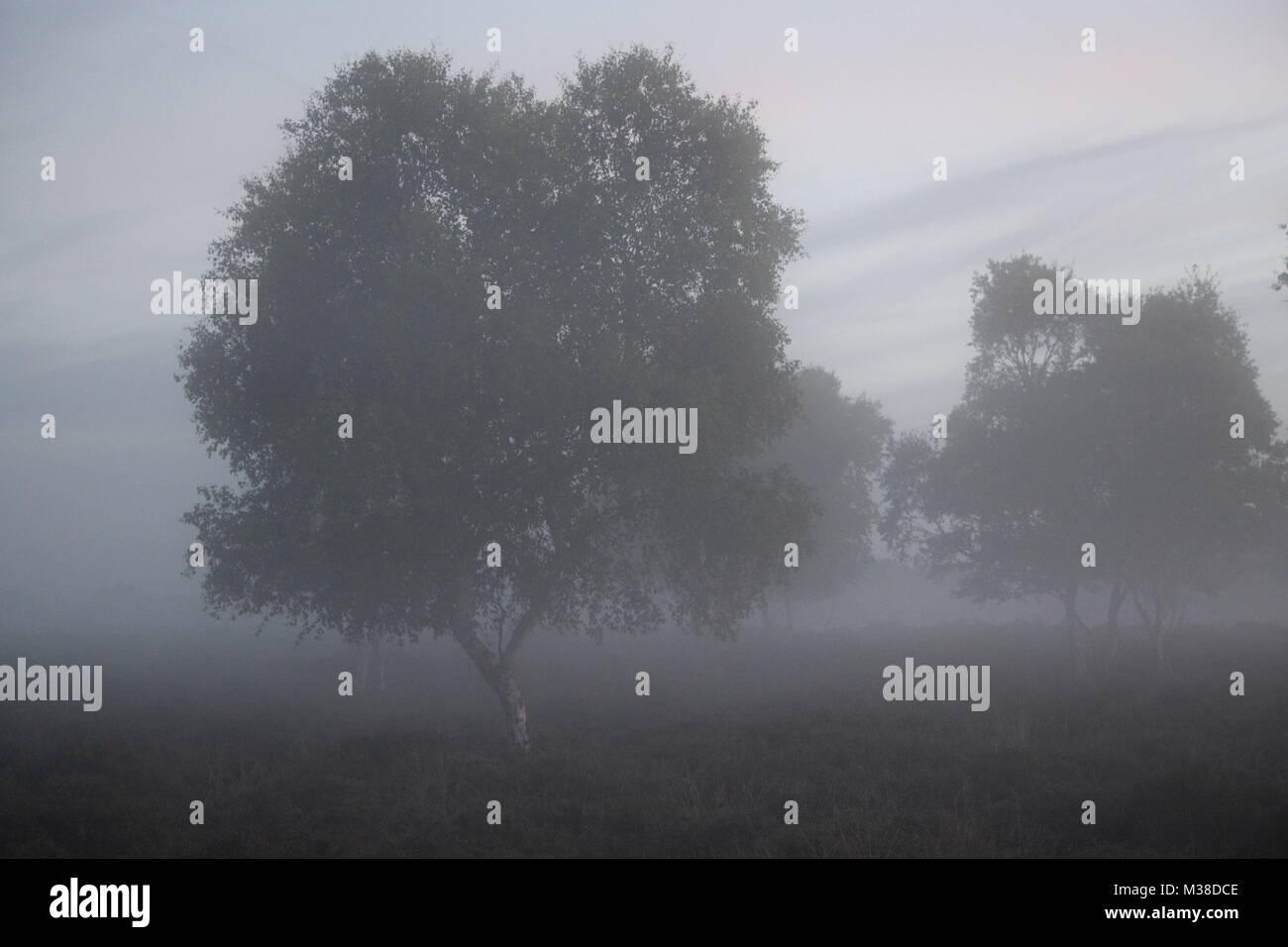 L'arbre dans le brouillard matinal, Pwllheli Heath, Suffolk, Angleterre, Royaume-Uni Banque D'Images