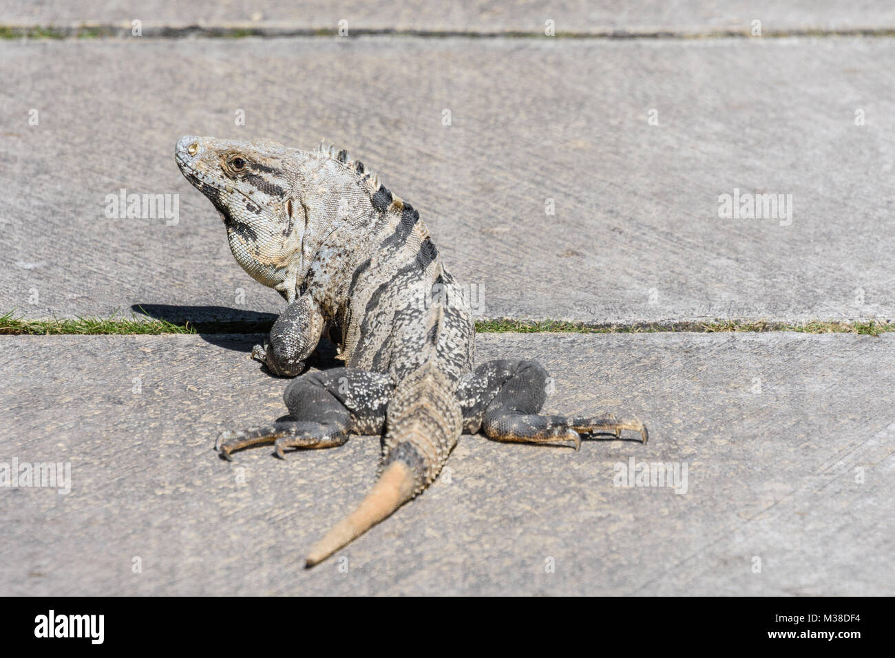 L'iguane noir, noir, noir ou ctenosaur iguane. Ctenosaura similis. Riviera Maya, Cancun, Mexique. Banque D'Images