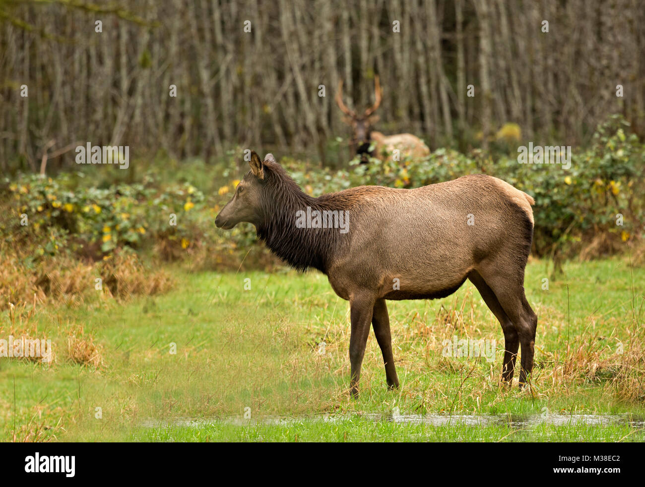 WA13322-00...WASHINGTON - Elk paissant dans une prairie dans la région de la vallée de la rivière Quinault d'Olympic National Park. Banque D'Images