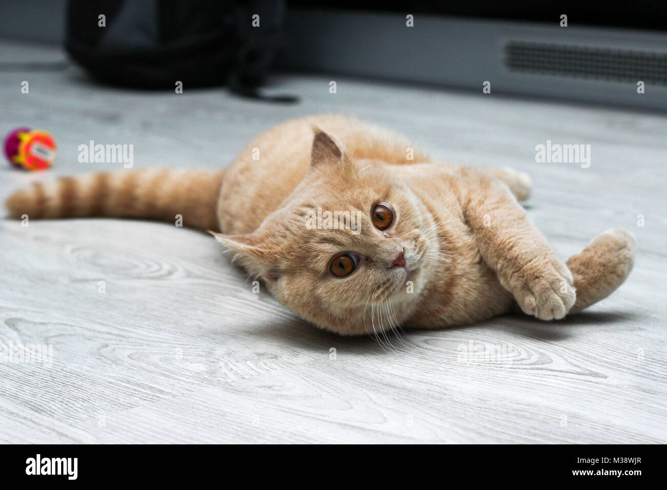 Un mignon petit chat tigré brun rouge est étendue sur le sol et est à la recherche satisfait et un peu ennuyé. Mais il est heureux. Banque D'Images