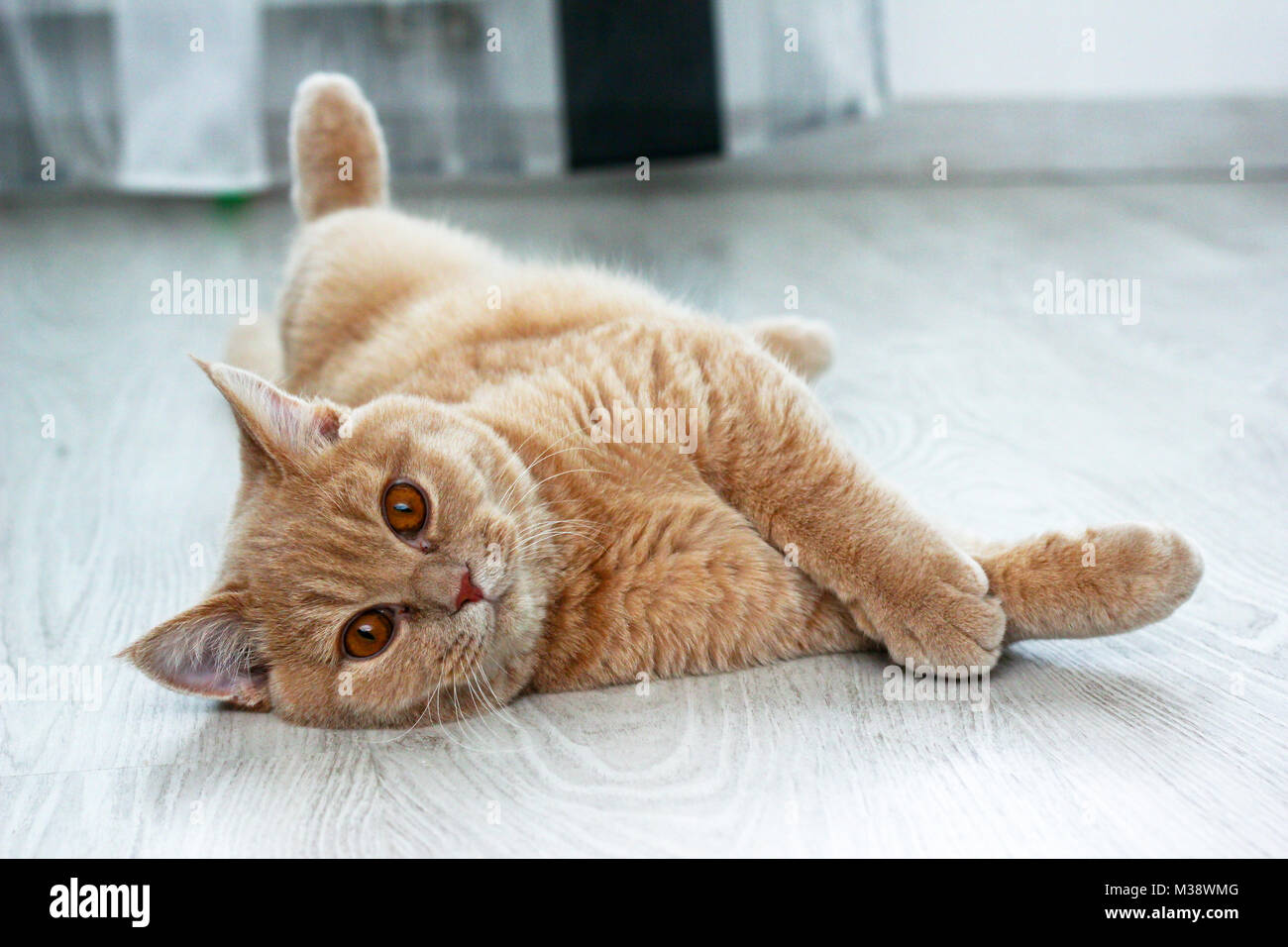 Un mignon petit chat tigré brun rouge est étendue sur le sol et est à la recherche satisfait et un peu ennuyé. Mais il est heureux. Banque D'Images