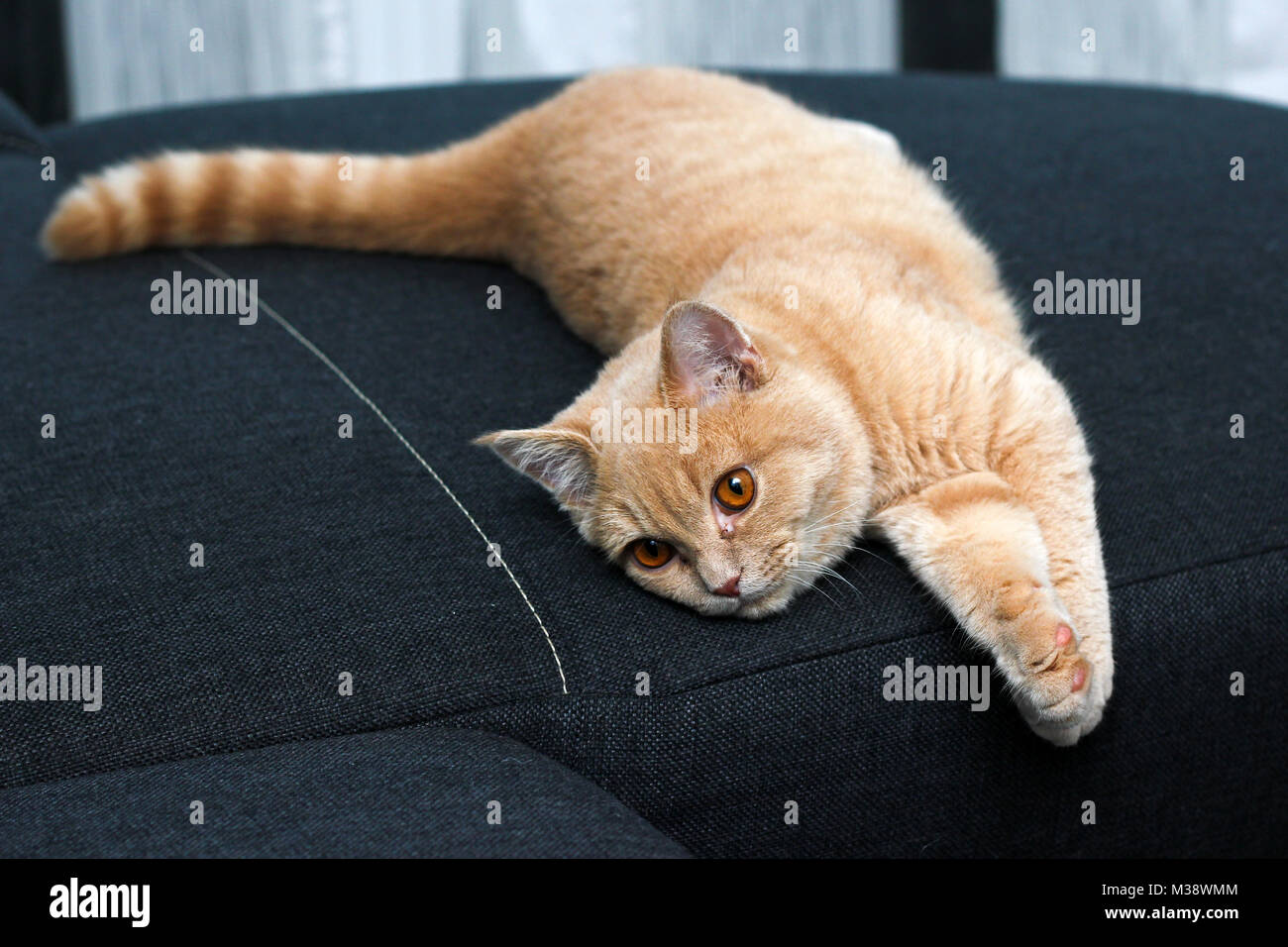 Un mignon petit chat est couché sur le canapé et à la satisfait et heureux. Banque D'Images