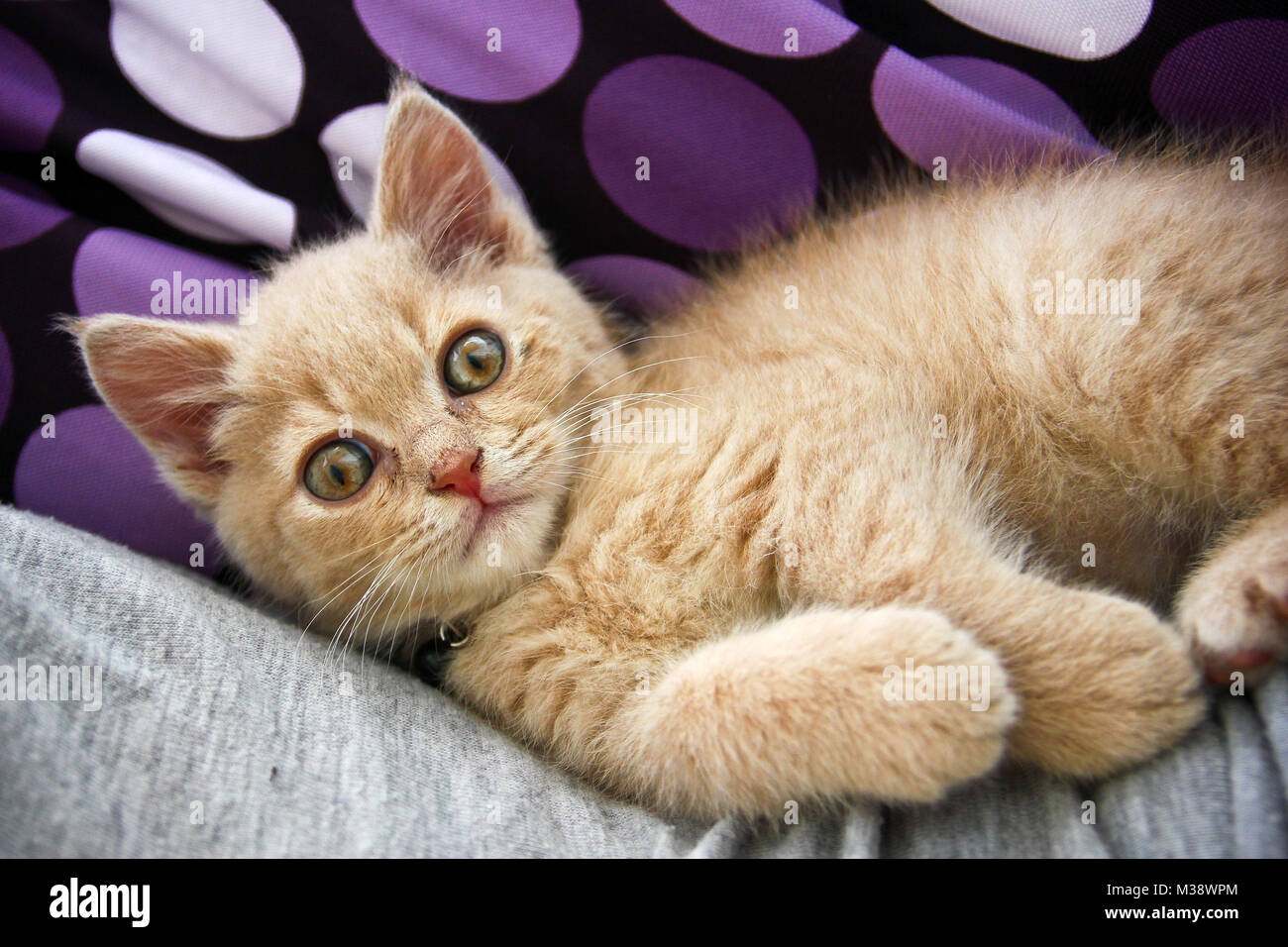 Un mignon chaton tabby rouge d'un chat est couché par son propriétaire et est à la recherche satisfait et détendu. Banque D'Images