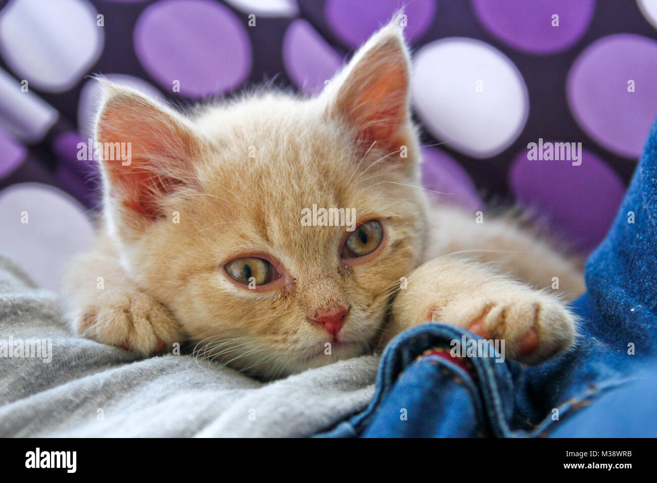 Un mignon chaton tabby rouge d'un chat est couché par son propriétaire et est à la recherche satisfait et détendu. Banque D'Images